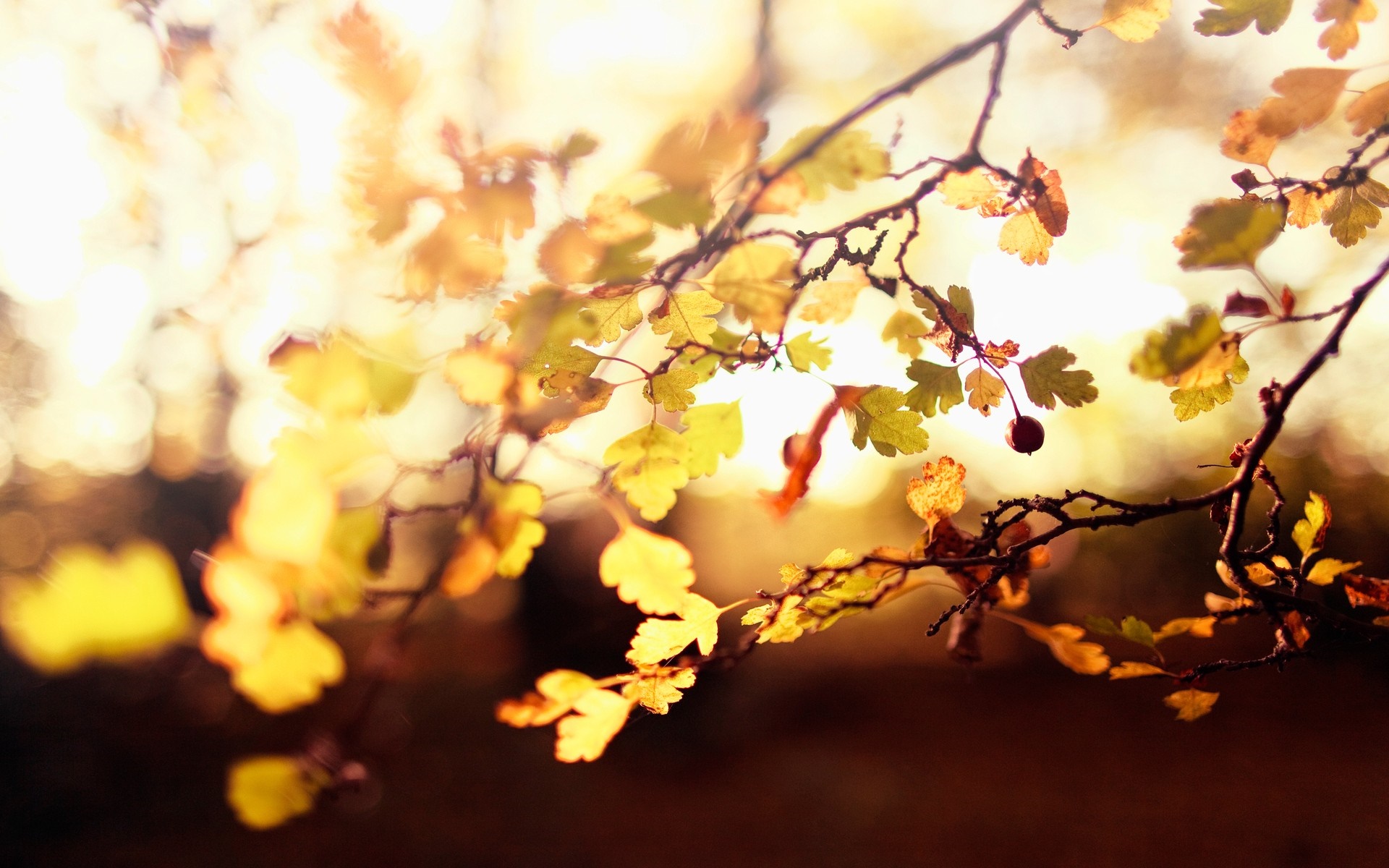 Autumn leaves on a branch with sunlight HD Wallpaper