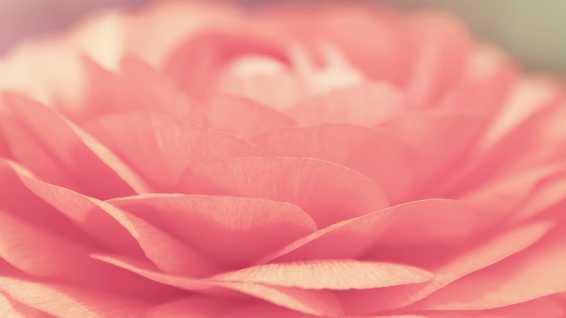 Close up of pink rose petals HD Wallpaper