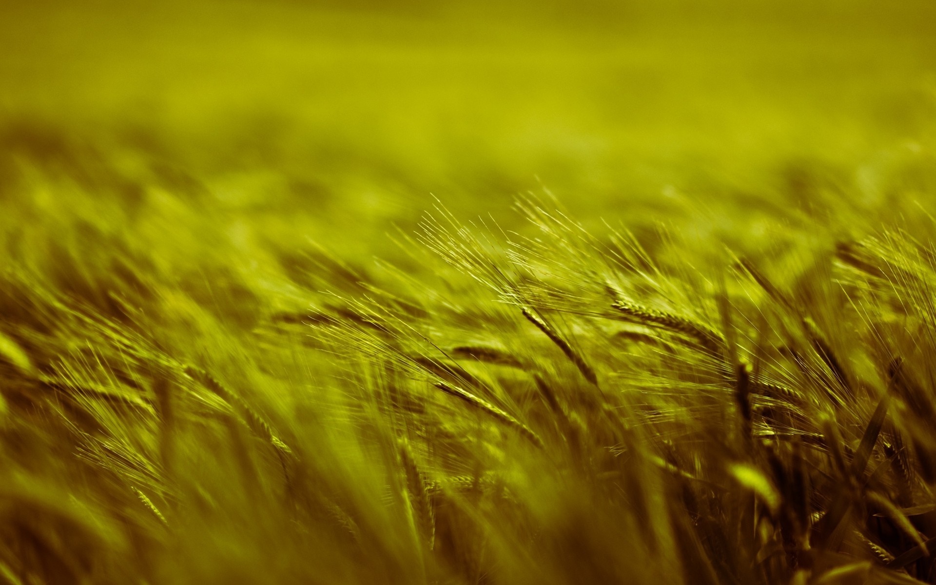 Close up of a wheat or barley field in sunlight HD Wallpaper