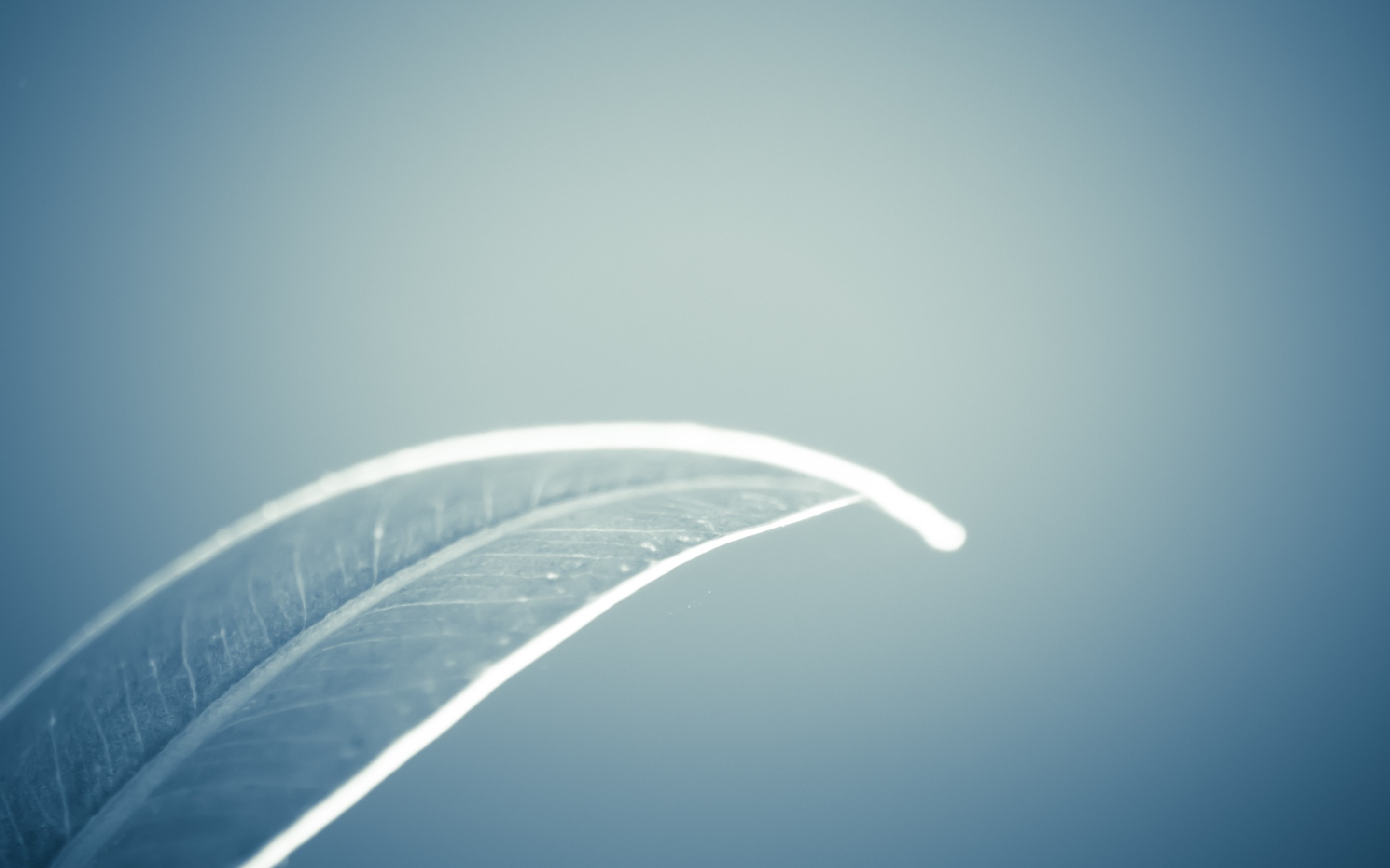 Close-up of a curved leaf with sunlight HD Wallpaper