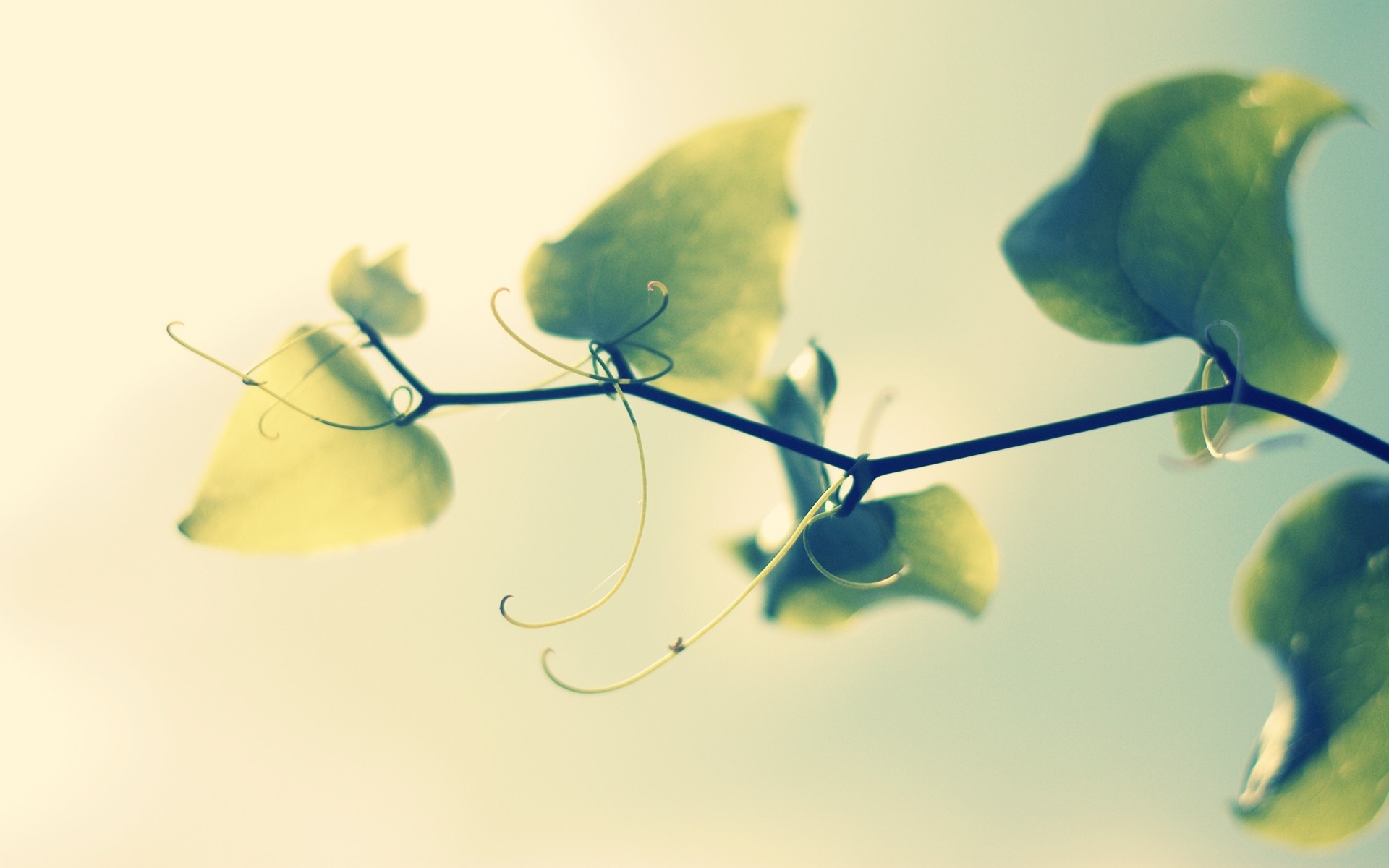 Close-up of a plant branch with green leaves and tendrils HD Wallpaper