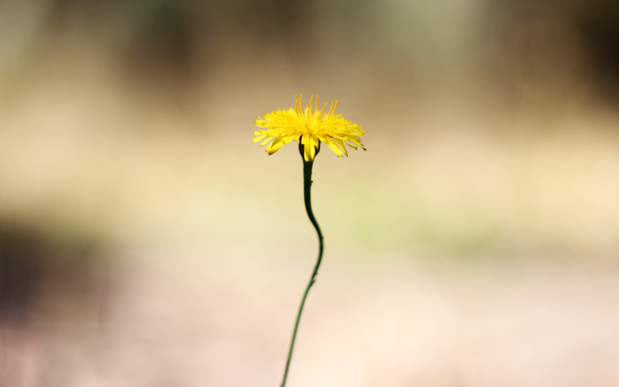 A single yellow dandelion flower on a thin stem HD Wallpaper