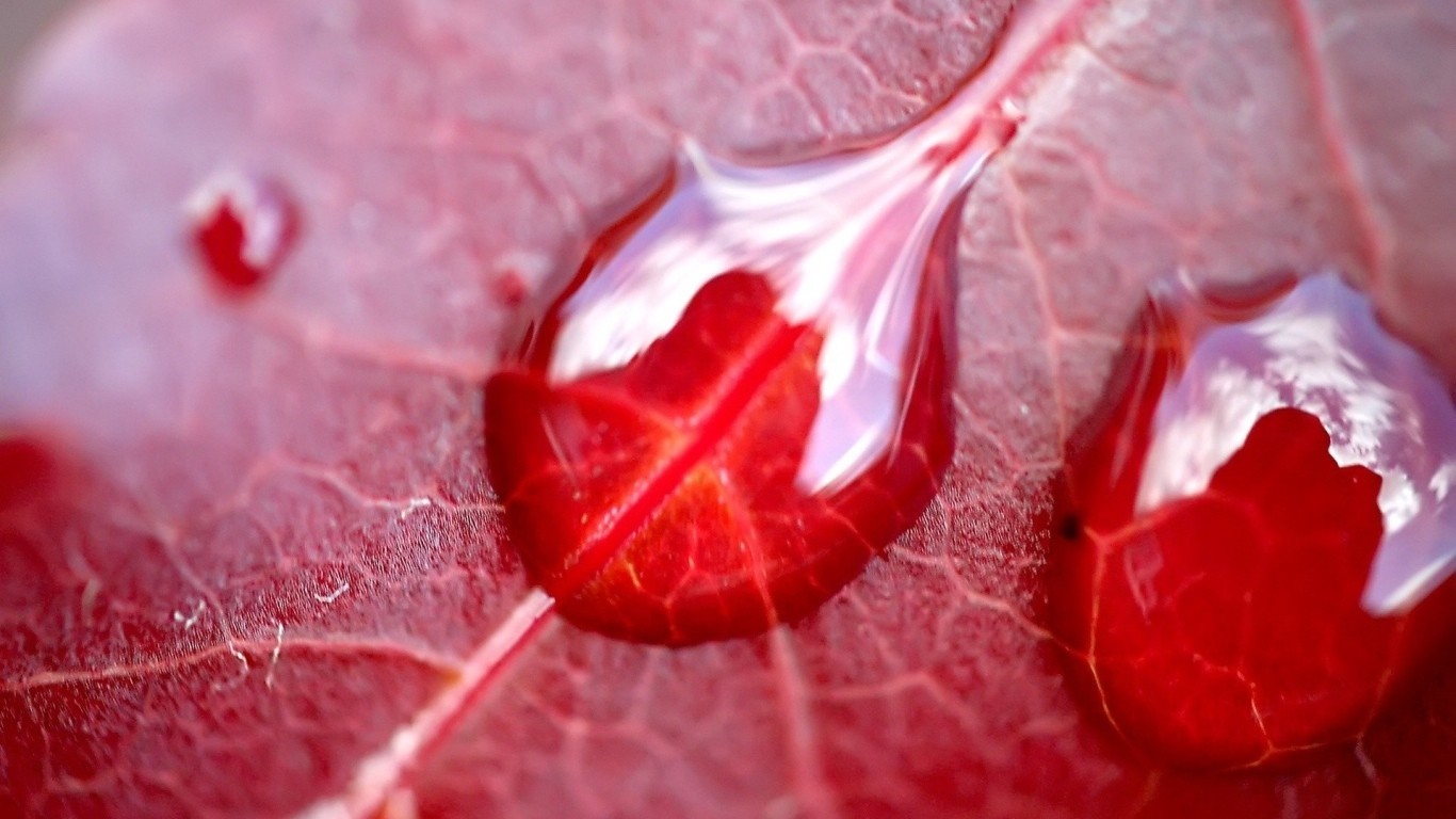 Close-up of Red Leaf with Water Drops HD Wallpaper