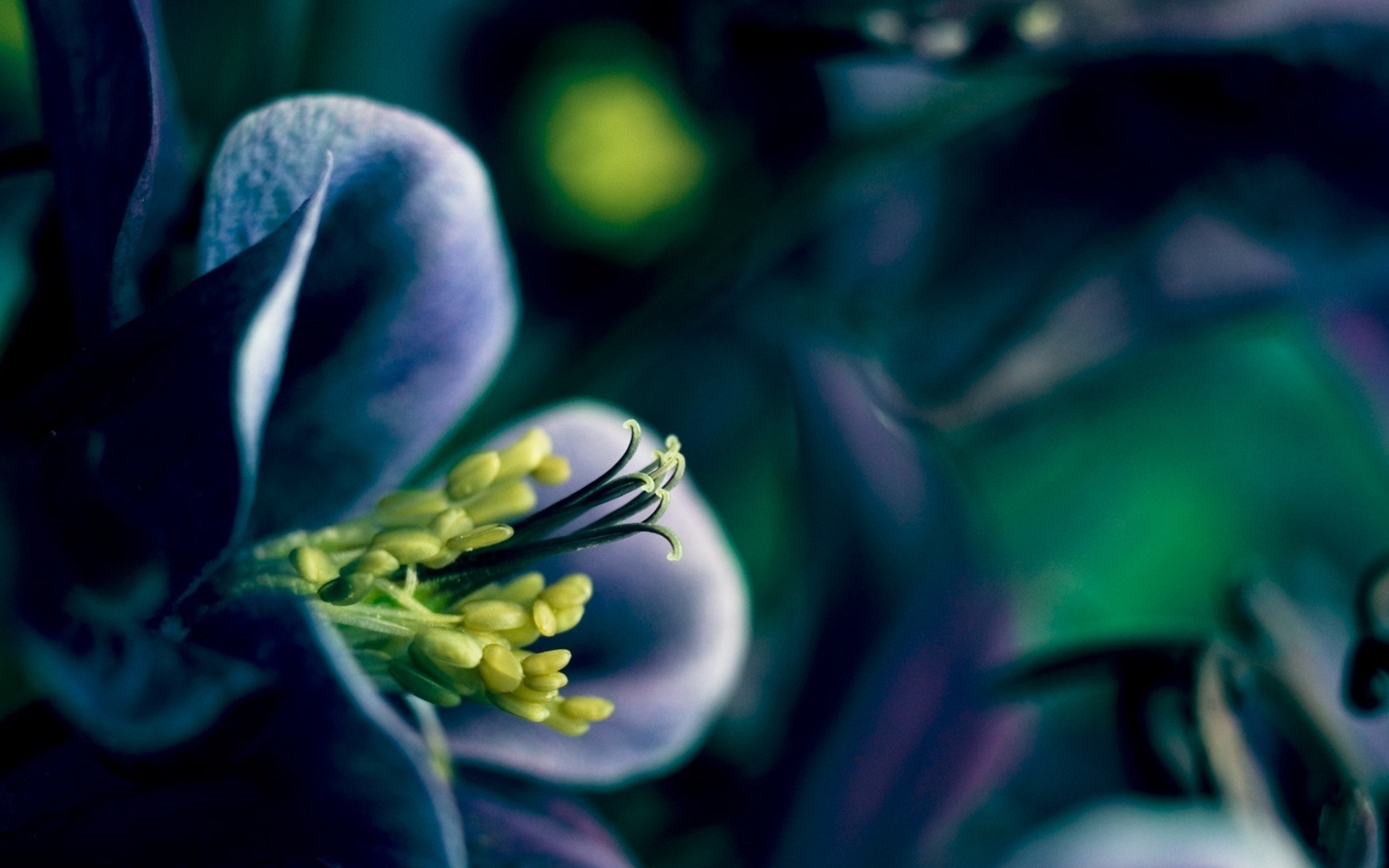 Close-up of a purple flower with yellow stamens HD Wallpaper