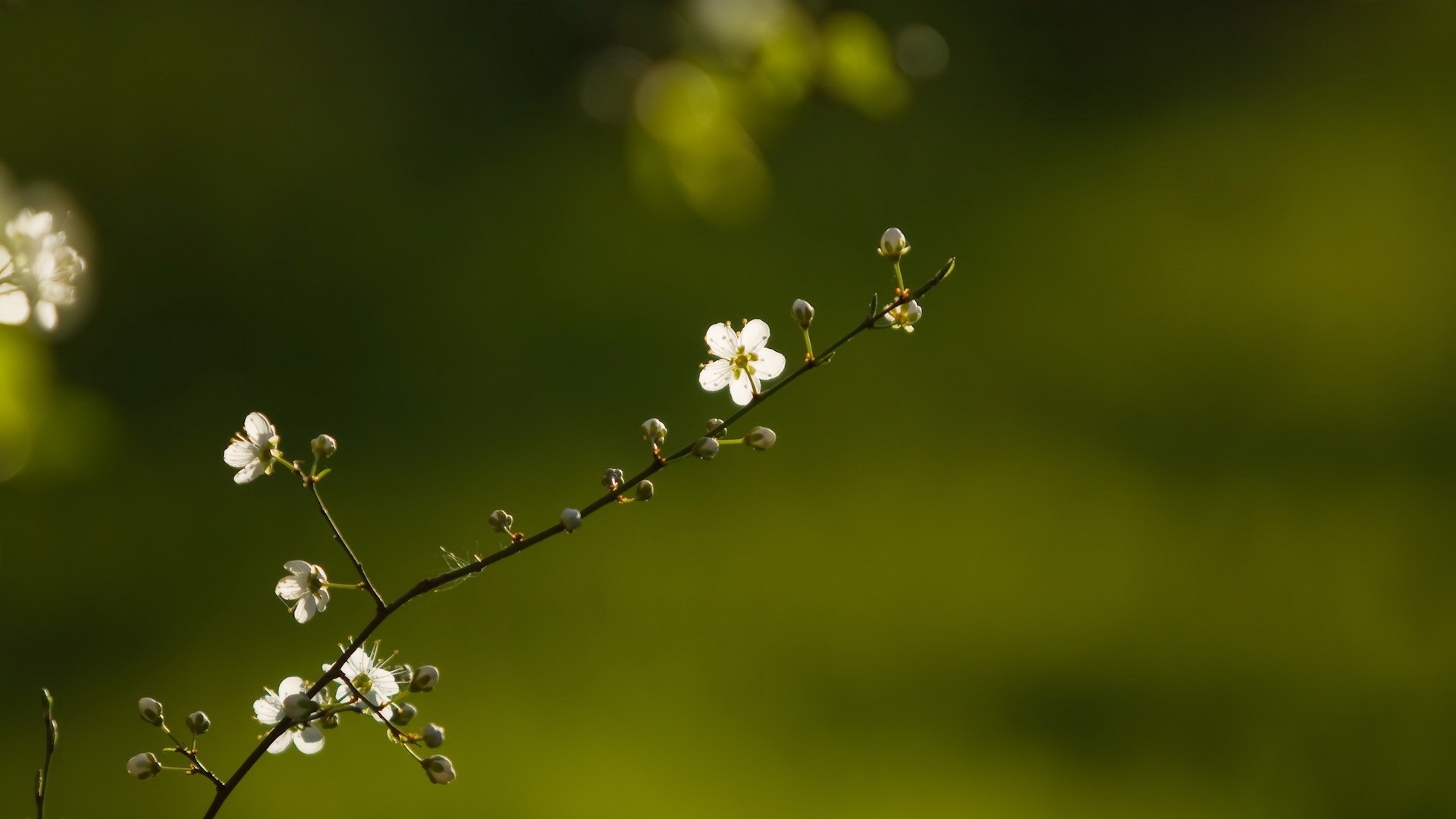 Close up of white flowers on a branch with green background HD Wallpaper
