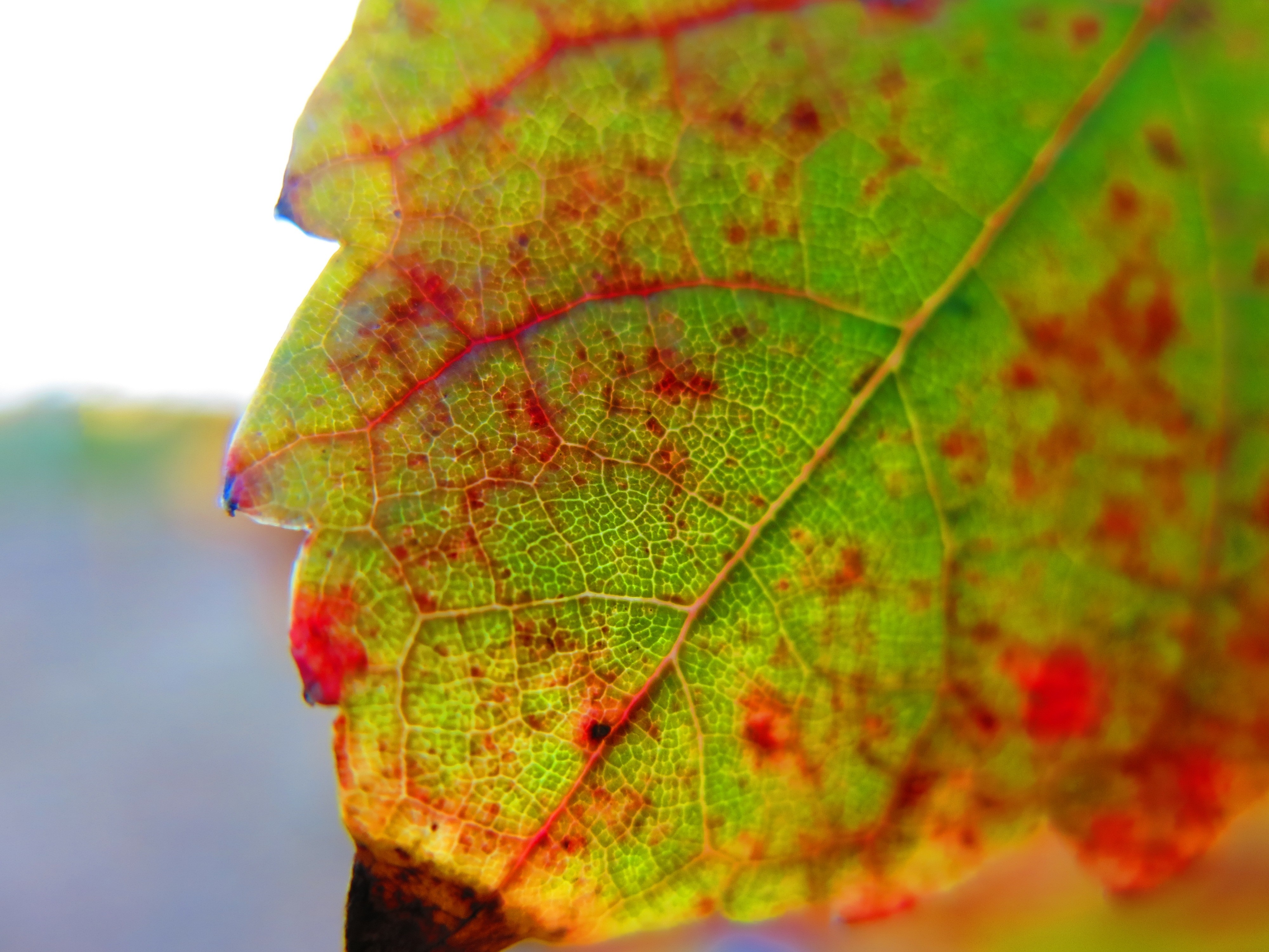 Close-up of Autumn Leaf with Red and Green Veins HD Wallpaper
