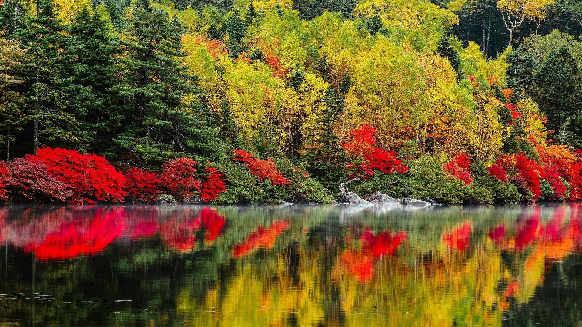 Autumn forest reflected in a calm lake HD Wallpaper