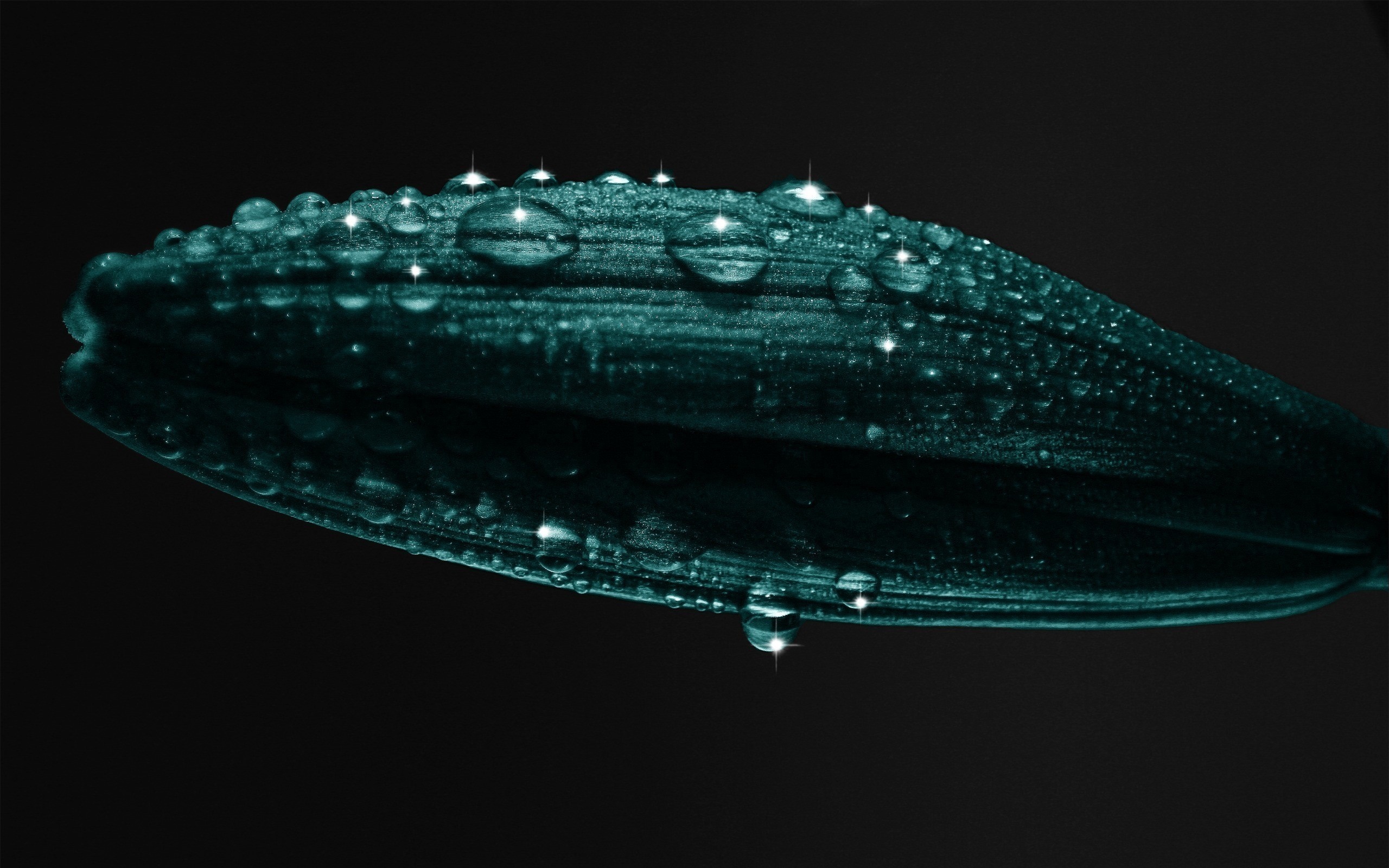 Close-up of a teal flower bud with water drops HD Wallpaper