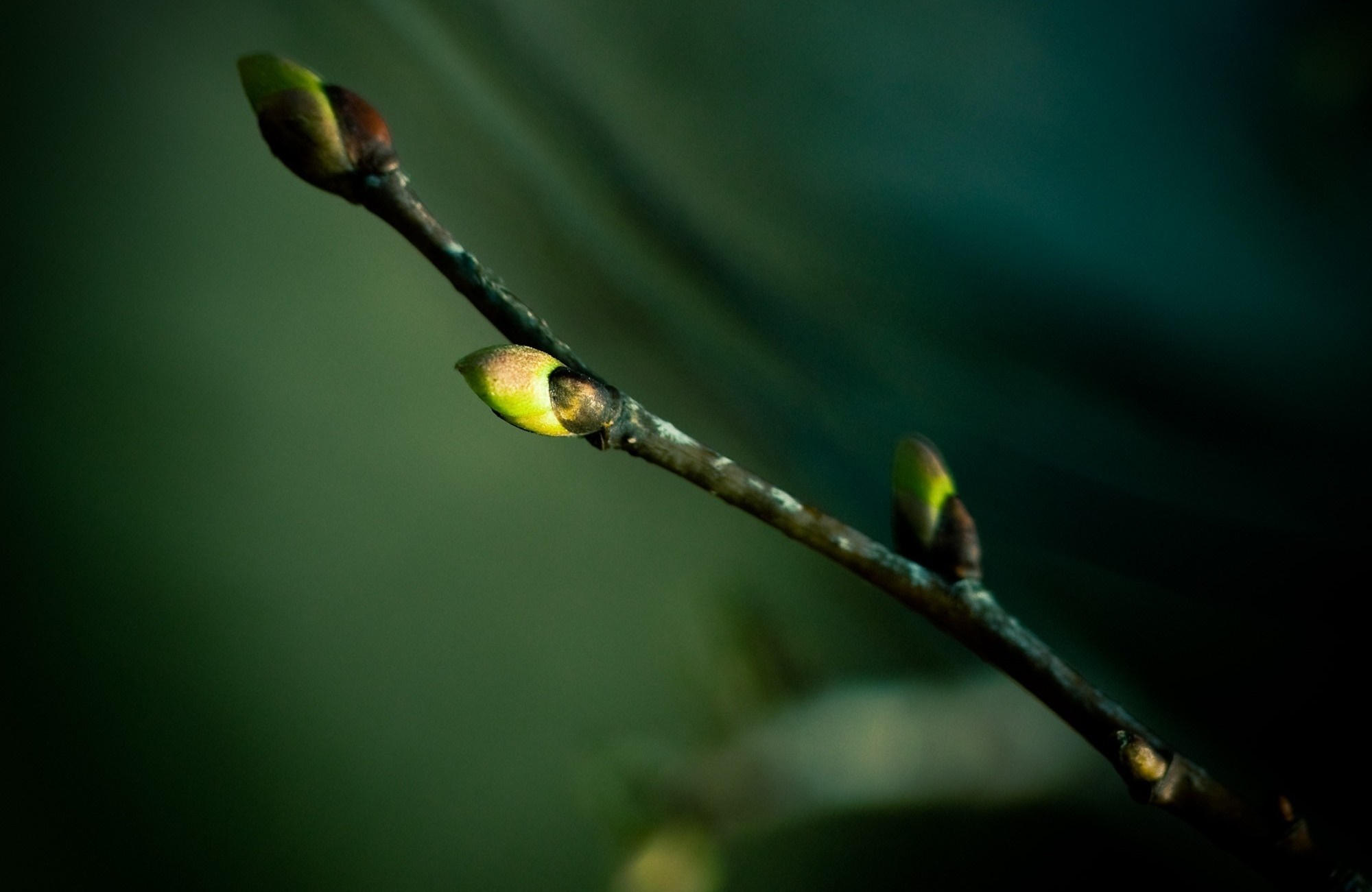 Close-up of a plant branch with buds HD Wallpaper
