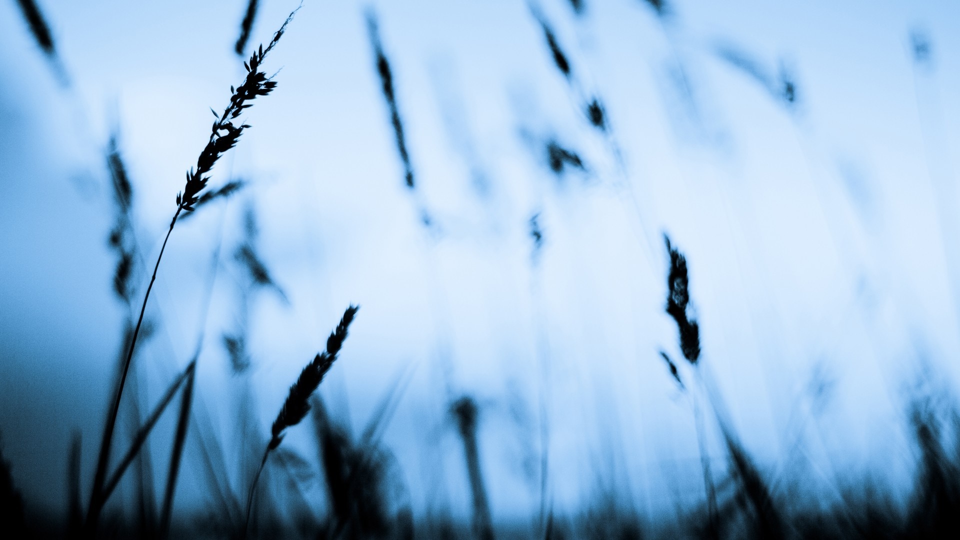 Silhouette of grass stalks against a blue sky HD Wallpaper