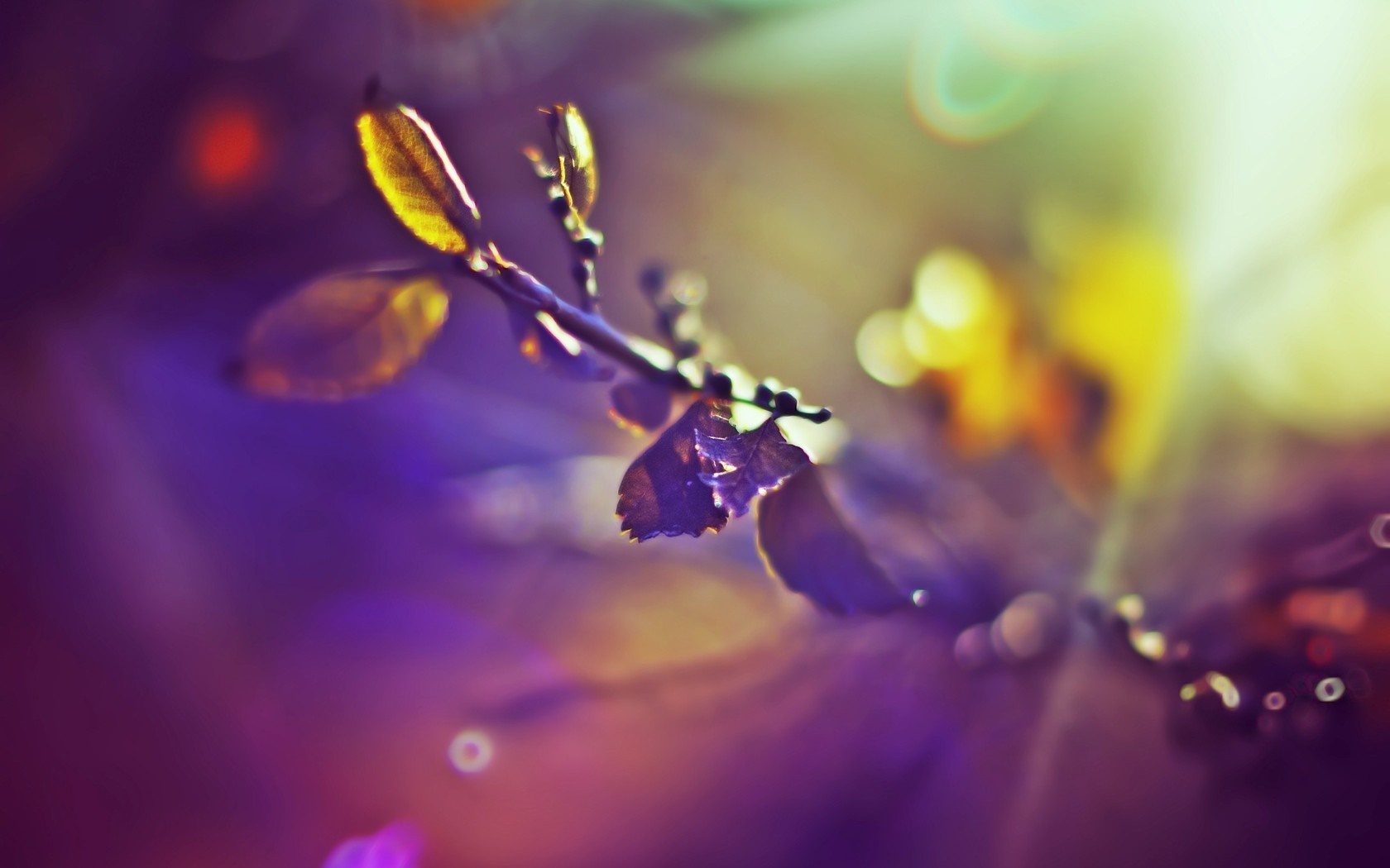 Macro photography of a branch with leaves and bokeh lights HD Wallpaper