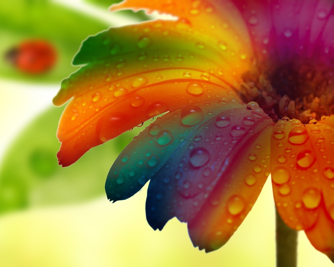 Rainbow Gerbera Daisy with Water Droplets and Ladybug HD Wallpaper
