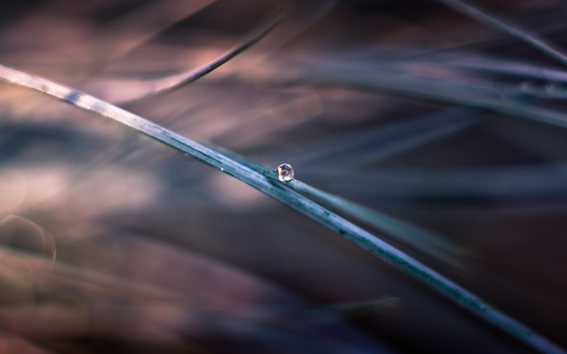 Close-up of a dewdrop on a blade of grass HD Wallpaper