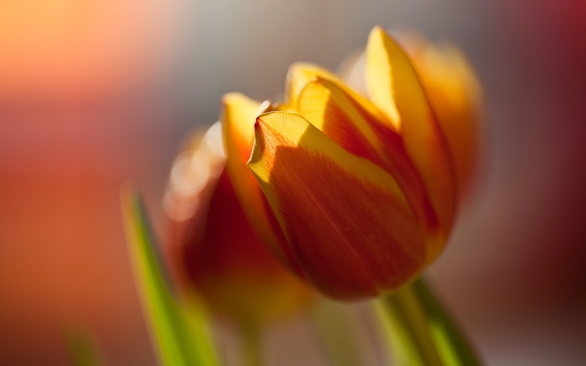 Close-up of orange and yellow tulips HD Wallpaper