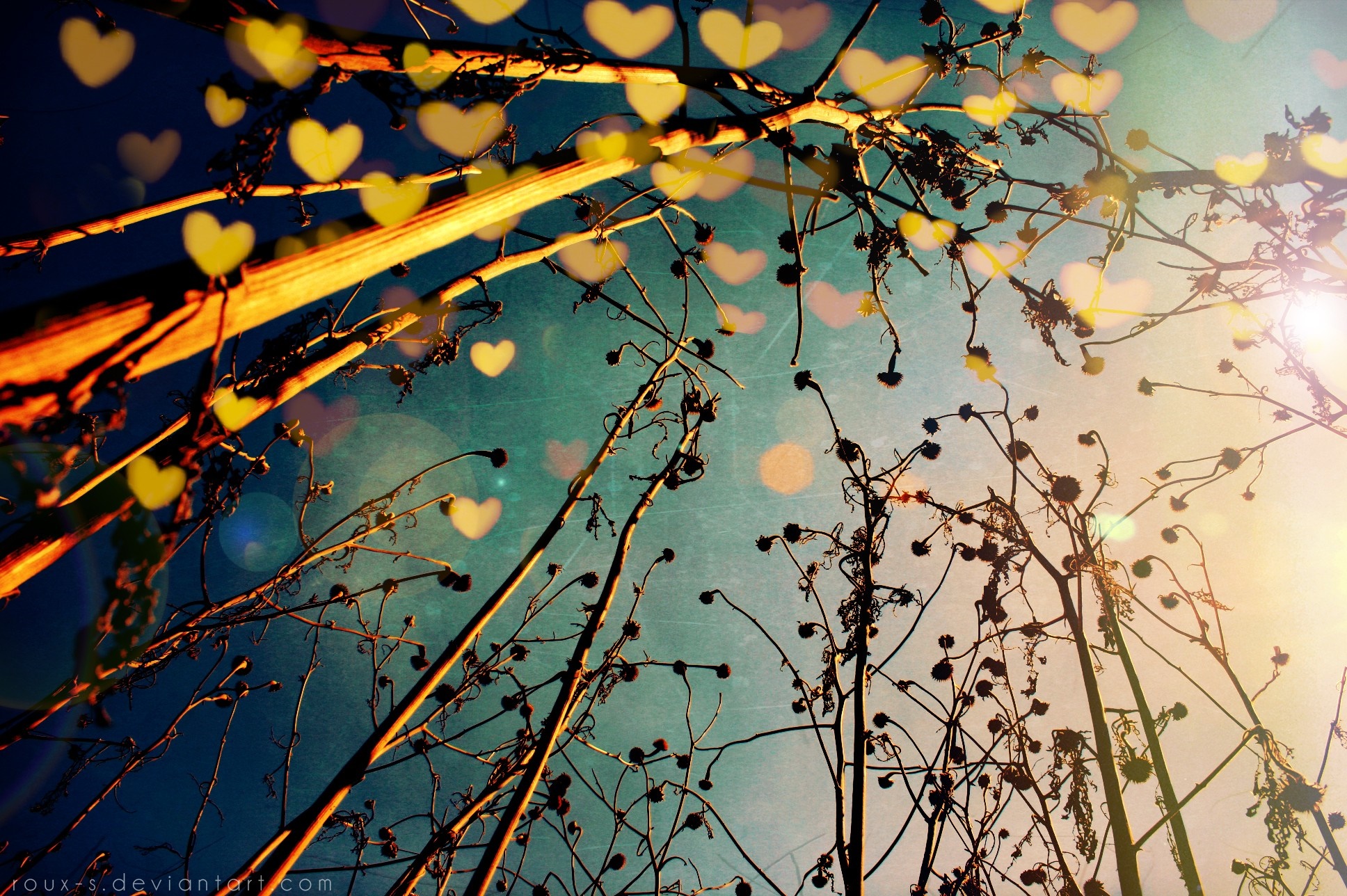 Sunlight through branches with heart bokeh HD Wallpaper