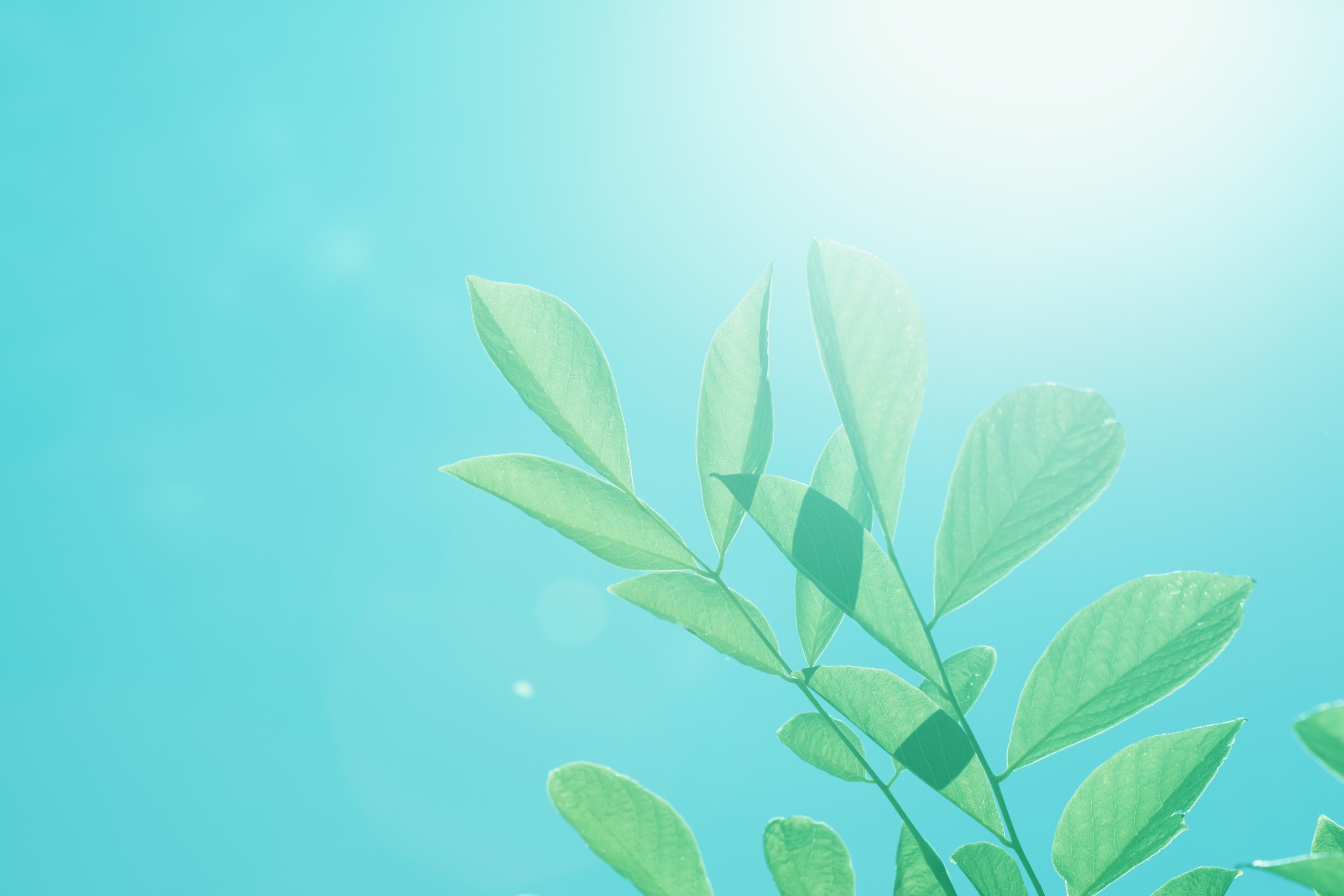 Green leaves against a bright blue sky with sunlight HD Wallpaper