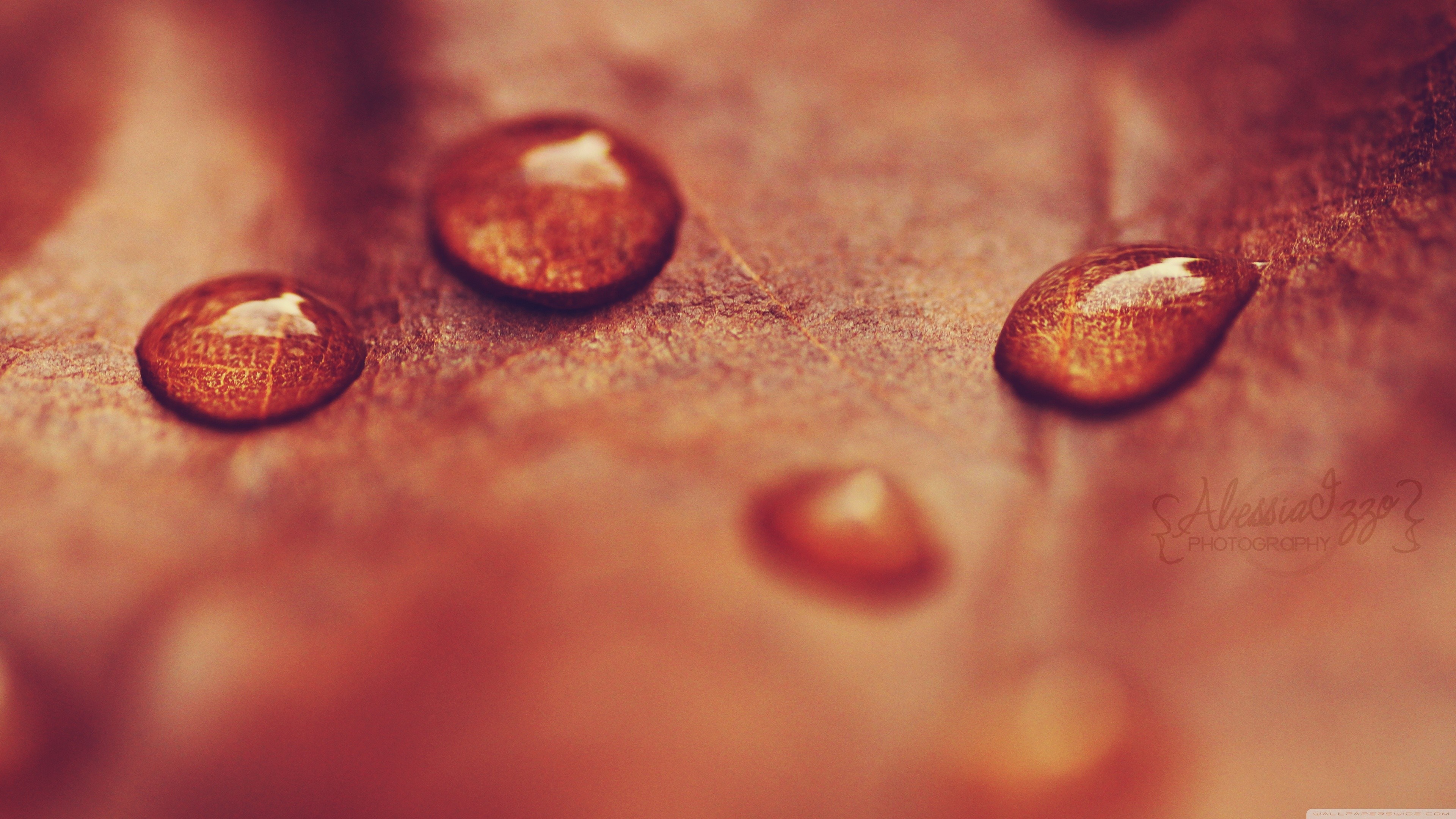 Close-up of water drops on a red leaf HD Wallpaper