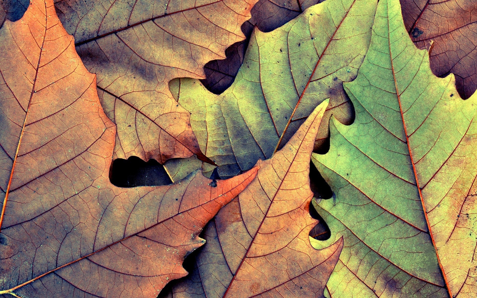 Close-up of fallen autumn leaves in various colors HD Wallpaper