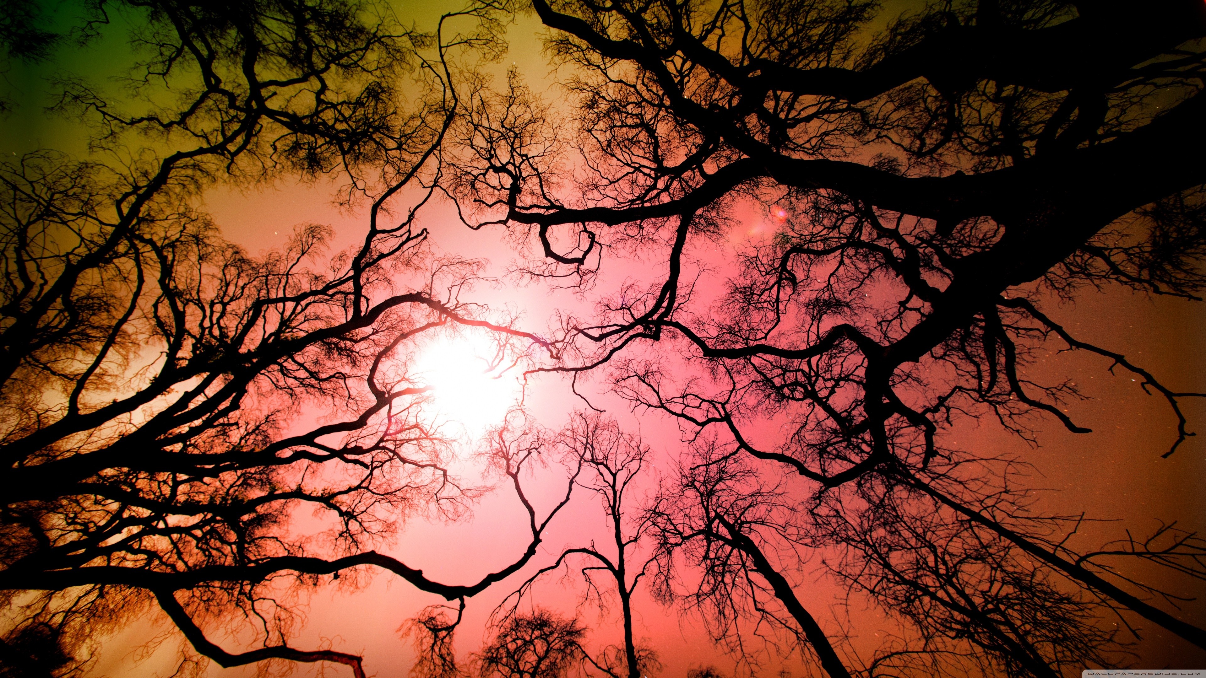 Silhouette of bare trees against a colorful sky HD Wallpaper