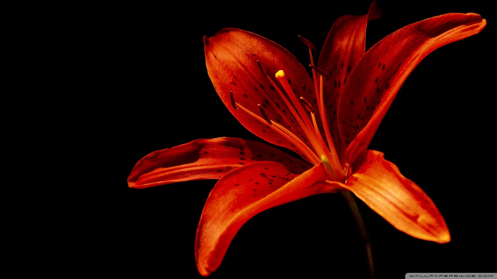 Red Lily Flower Macro Photography HD Wallpaper