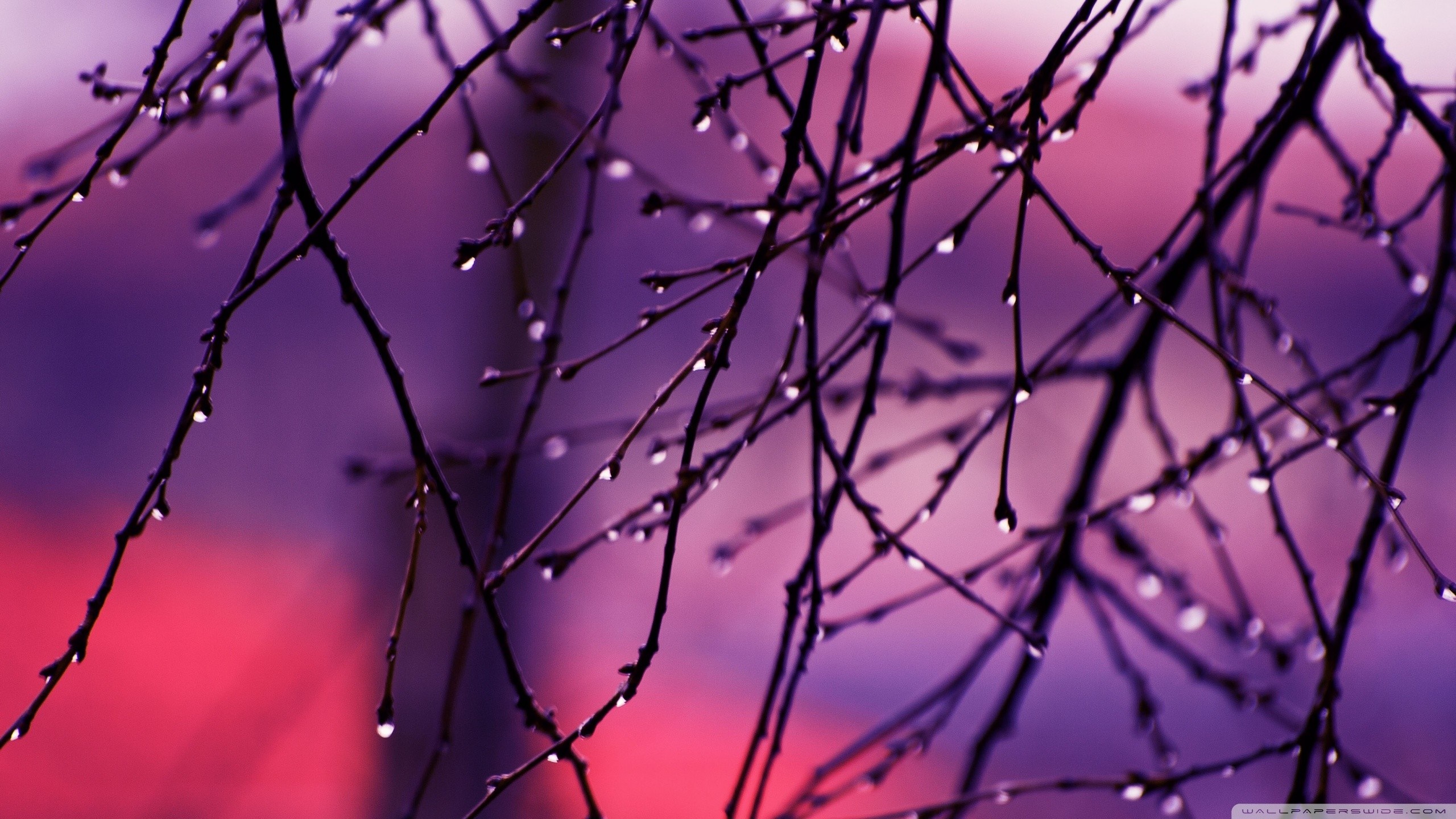 Close-up of wet branches with purple and pink background HD Wallpaper