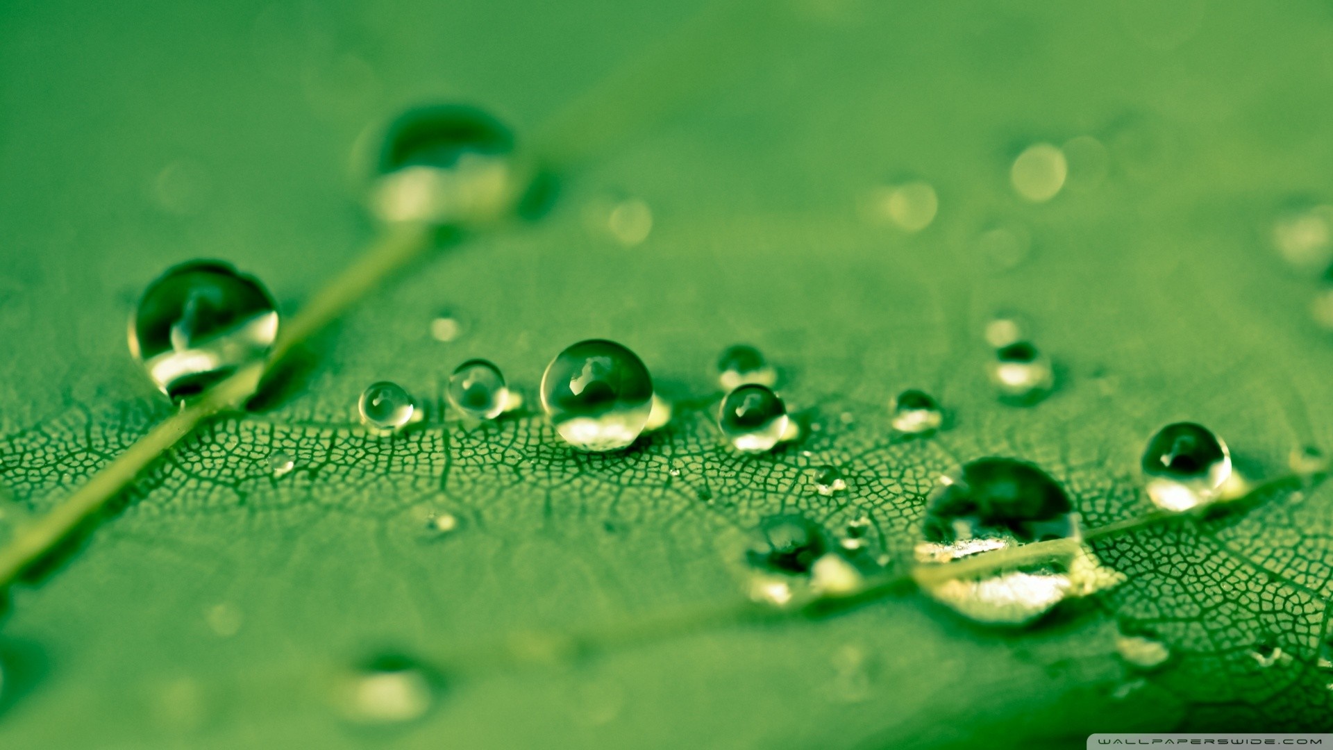 Water drops on a green leaf macro photography HD Wallpaper