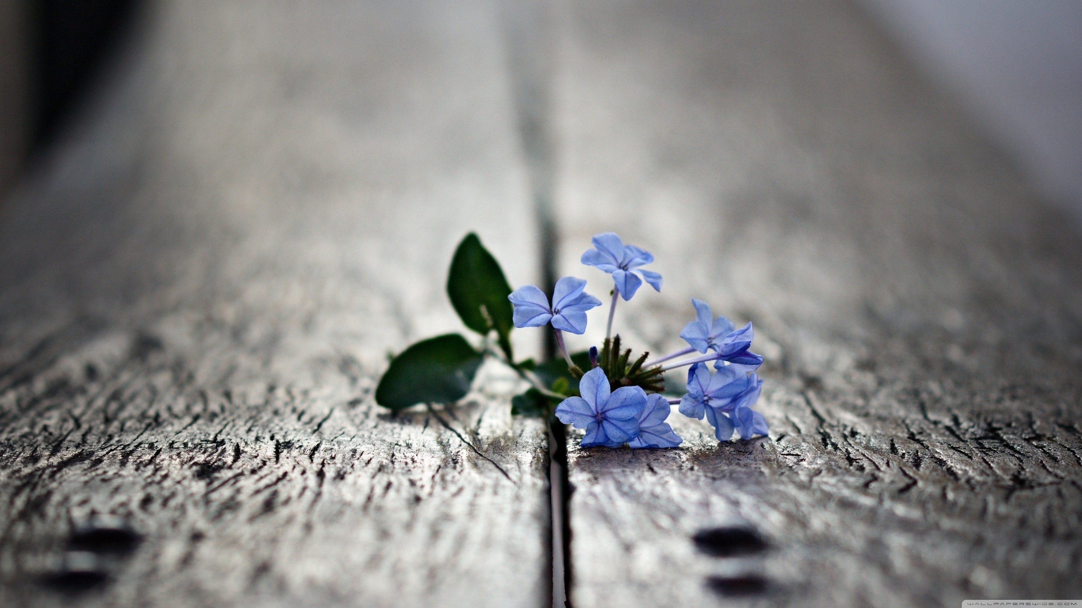Delicate Blue Flowers on Weathered Wooden Surface HD Wallpaper