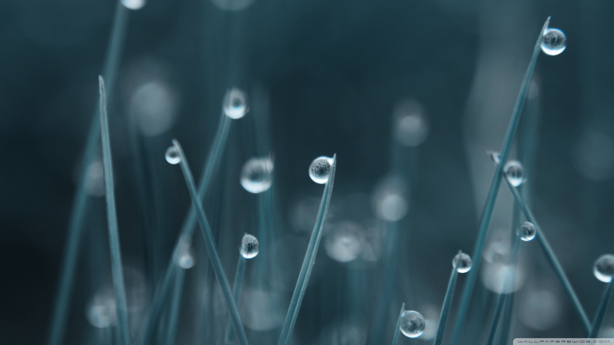 Macro photography of water drops on grass blades HD Wallpaper