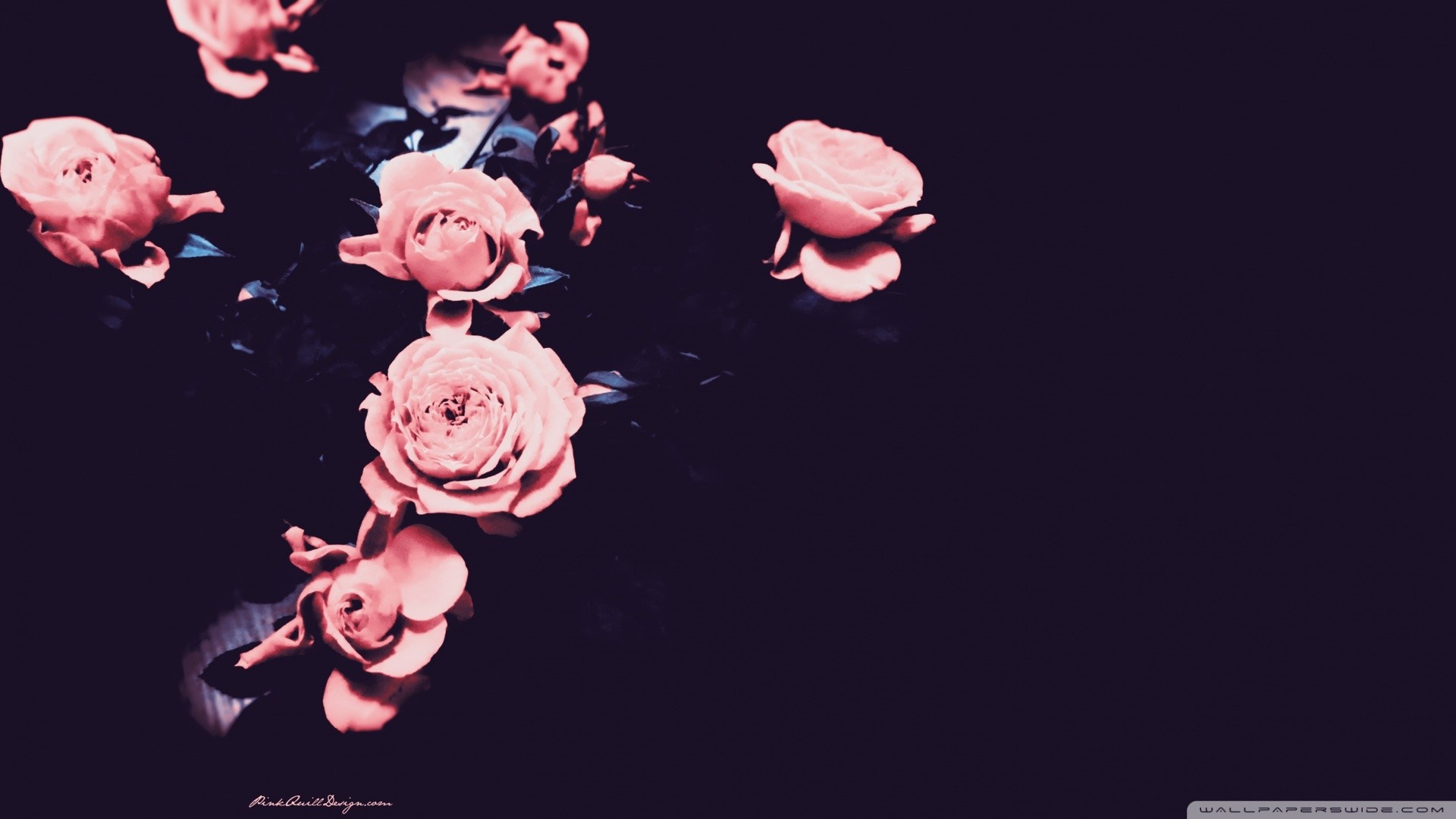 Pink roses on a dark background HD Wallpaper