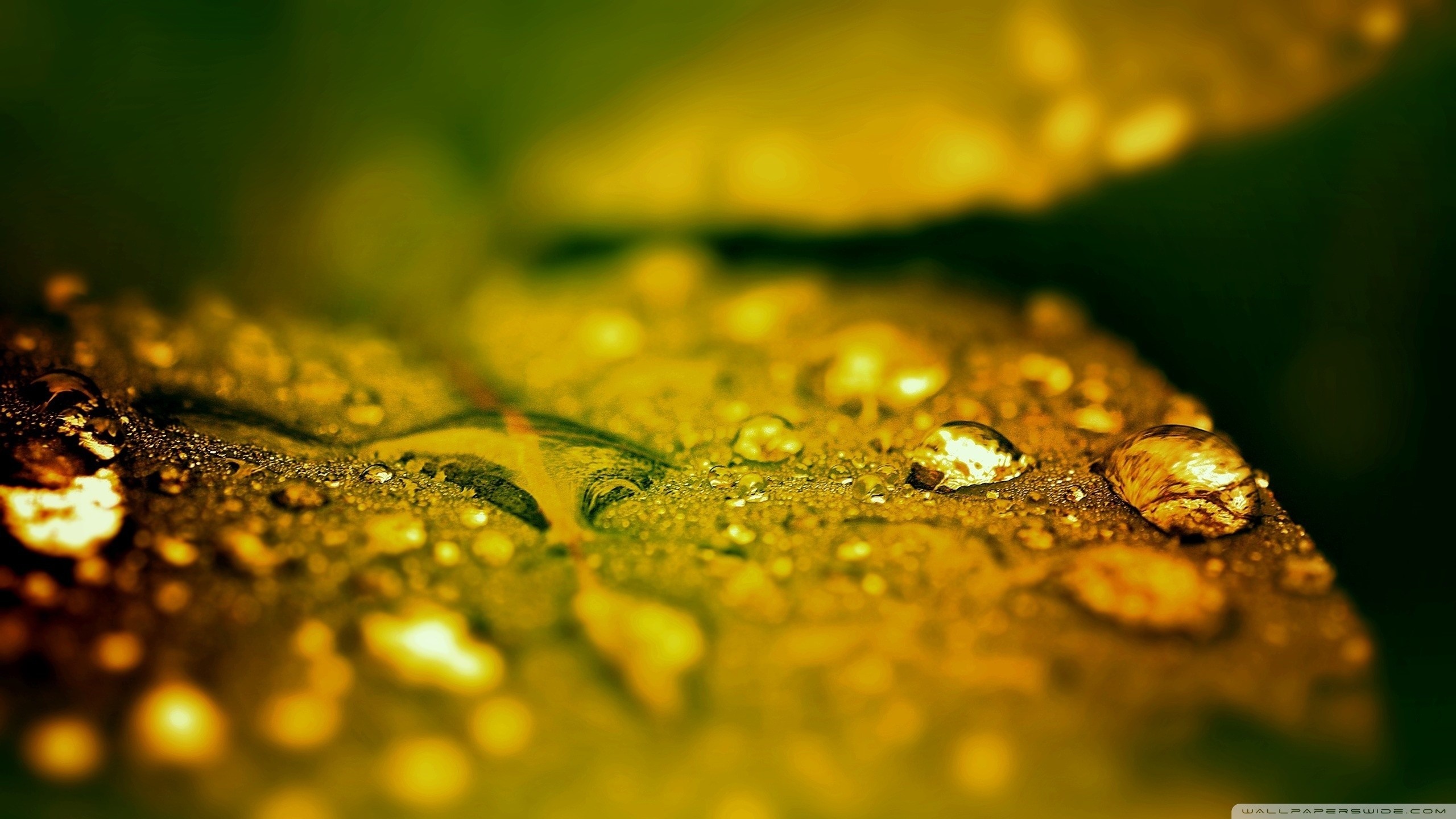 Close-up of water drops on a yellow leaf HD Wallpaper