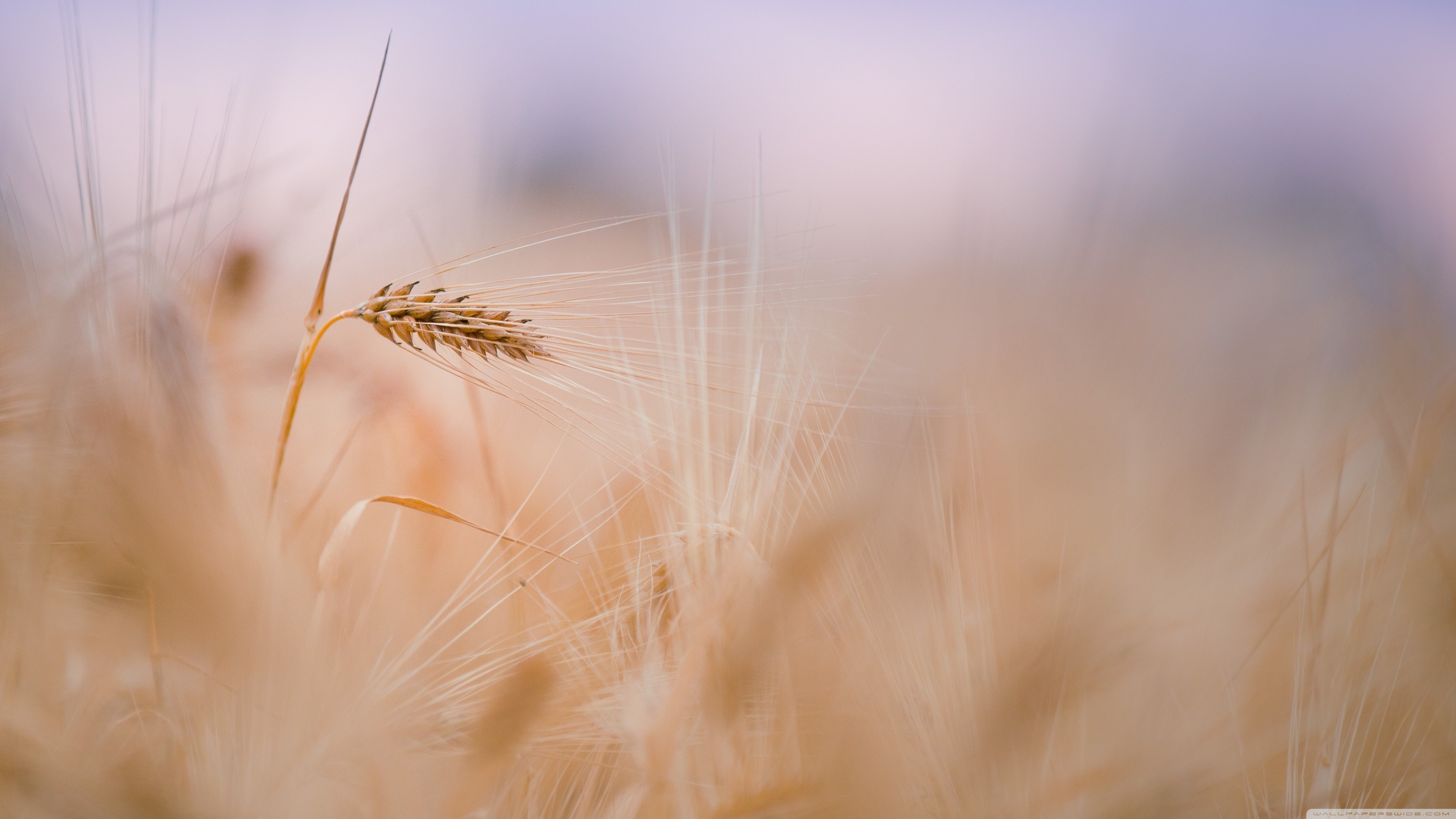Close-up of a single wheat stalk in a field HD Wallpaper