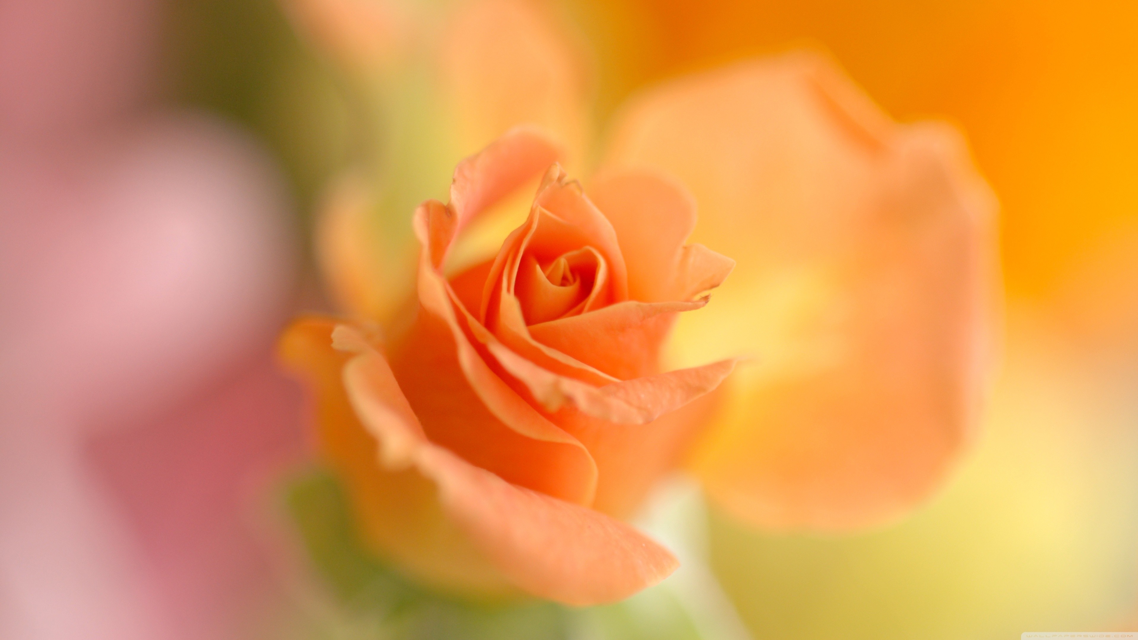 Close-up of an orange rose blossom HD Wallpaper