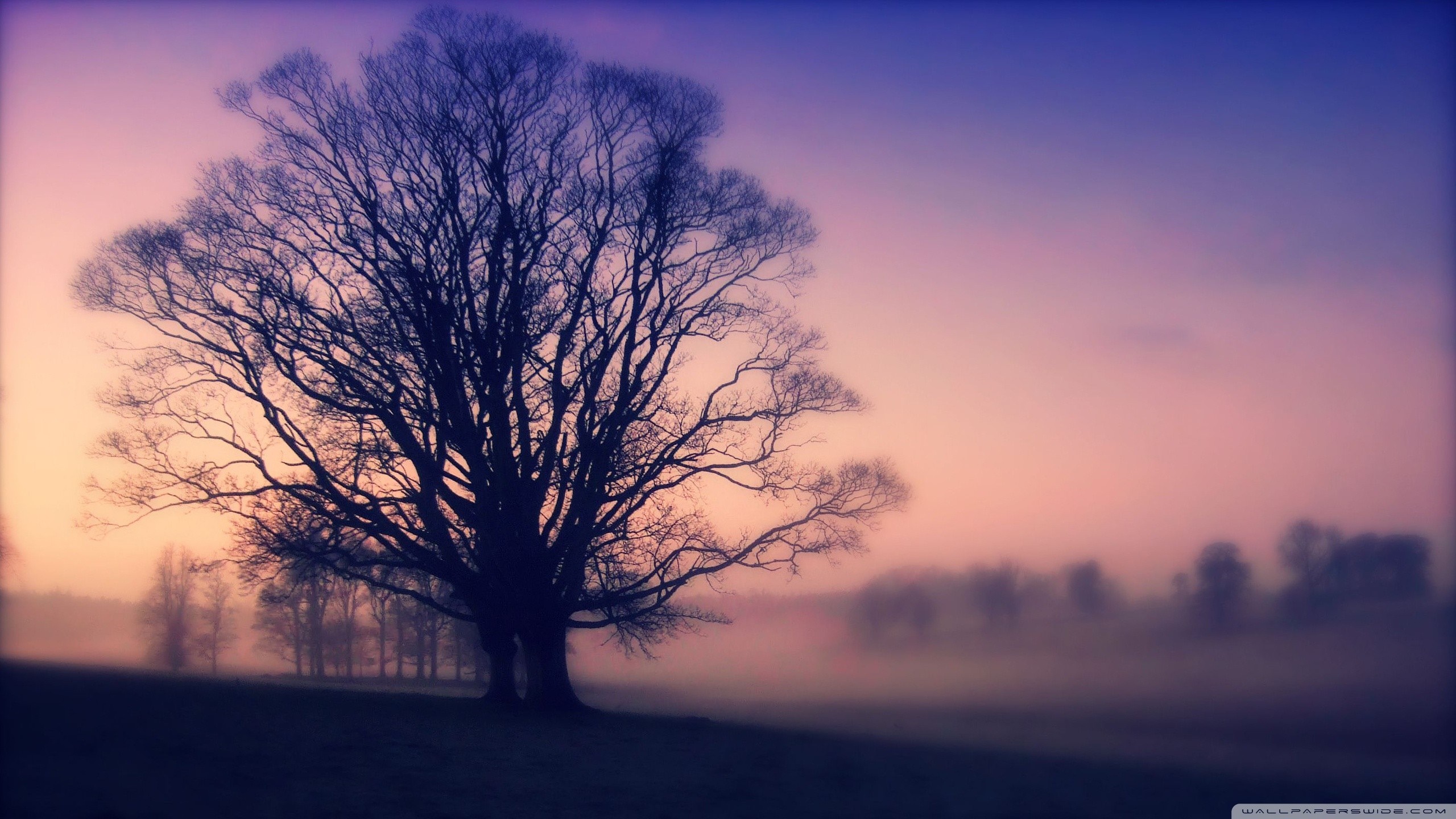 Bare tree in misty field at sunset HD Wallpaper