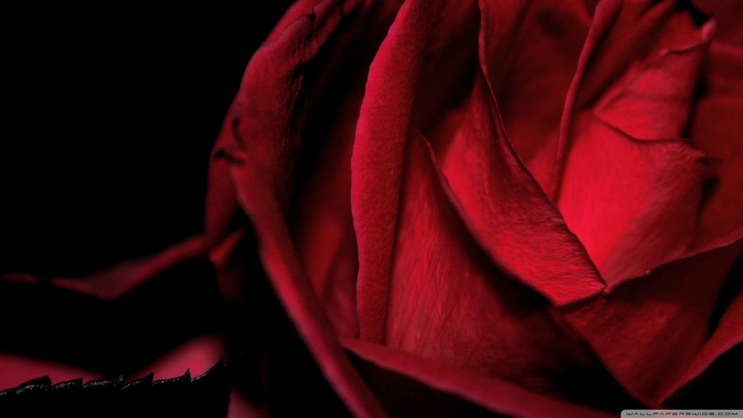 Close-up of a red rose with dark background HD Wallpaper