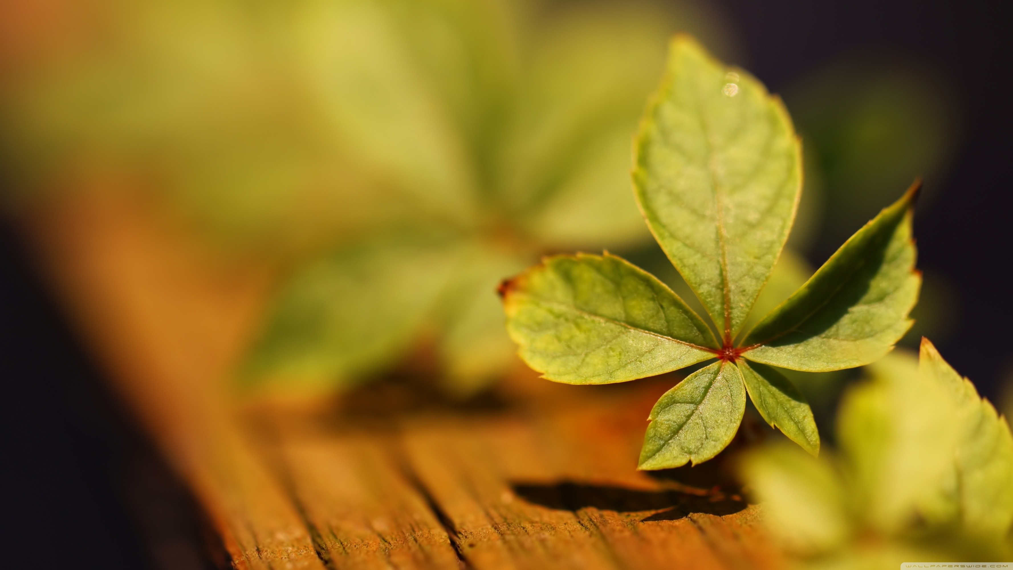 Close-up of green leaves on a wooden surface HD Wallpaper
