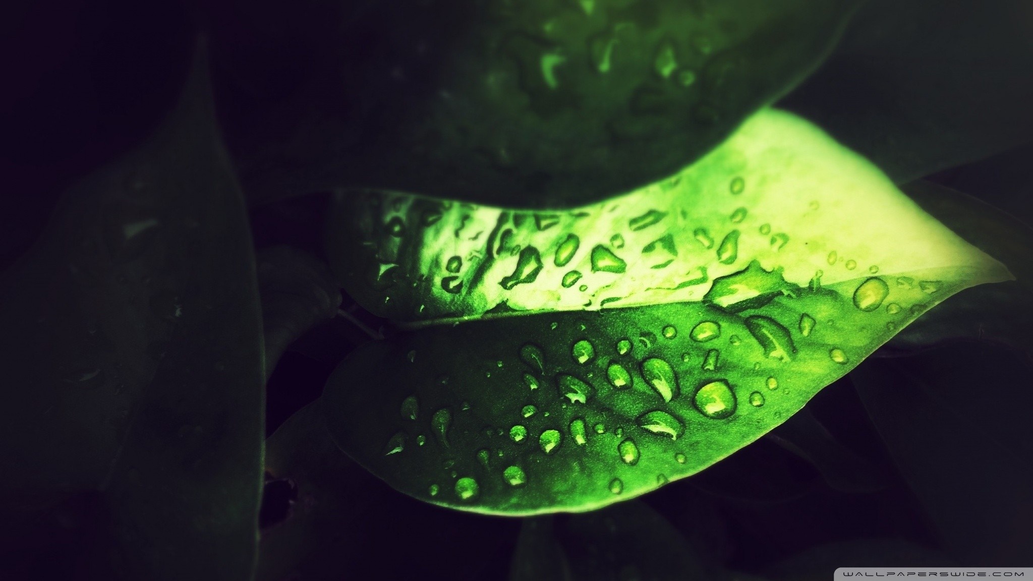 Close-up of a green leaf with water droplets HD Wallpaper