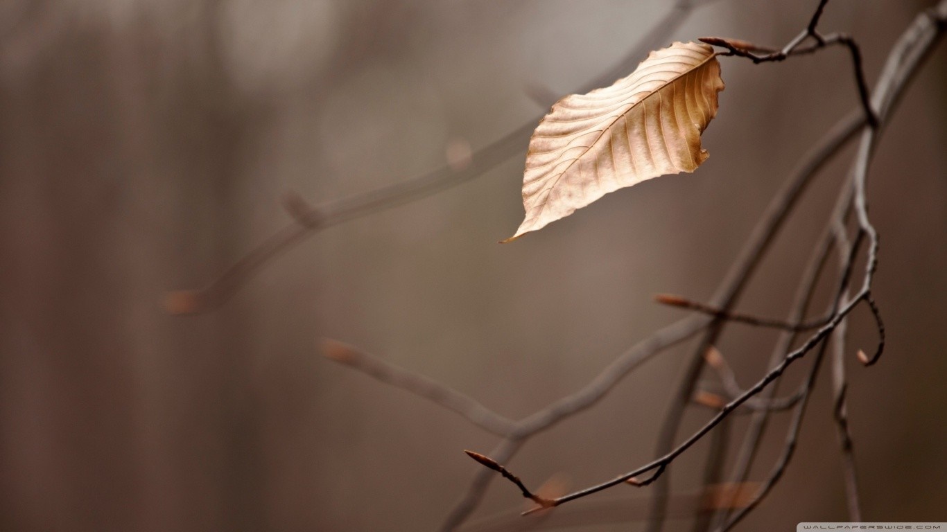 A single dry leaf on a bare branch in autumn HD Wallpaper