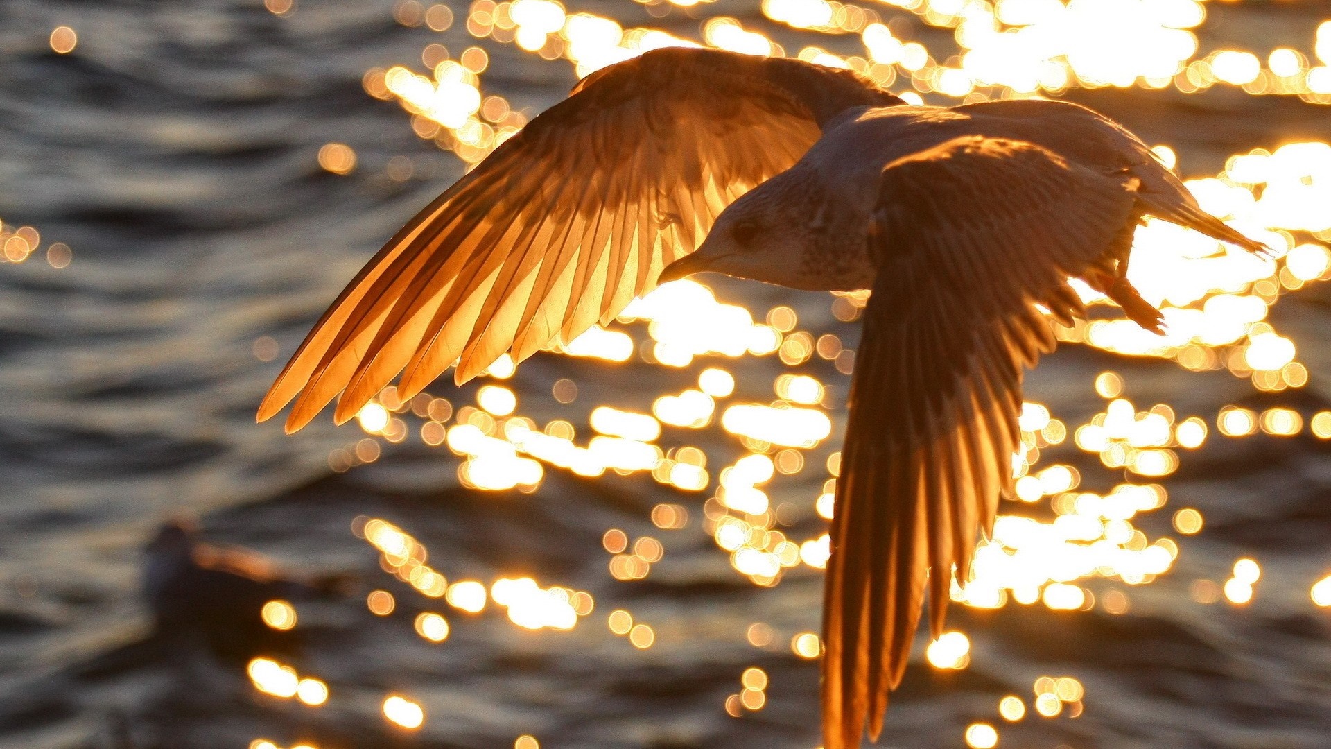Seagull flying over water with sunlight reflection HD Wallpaper