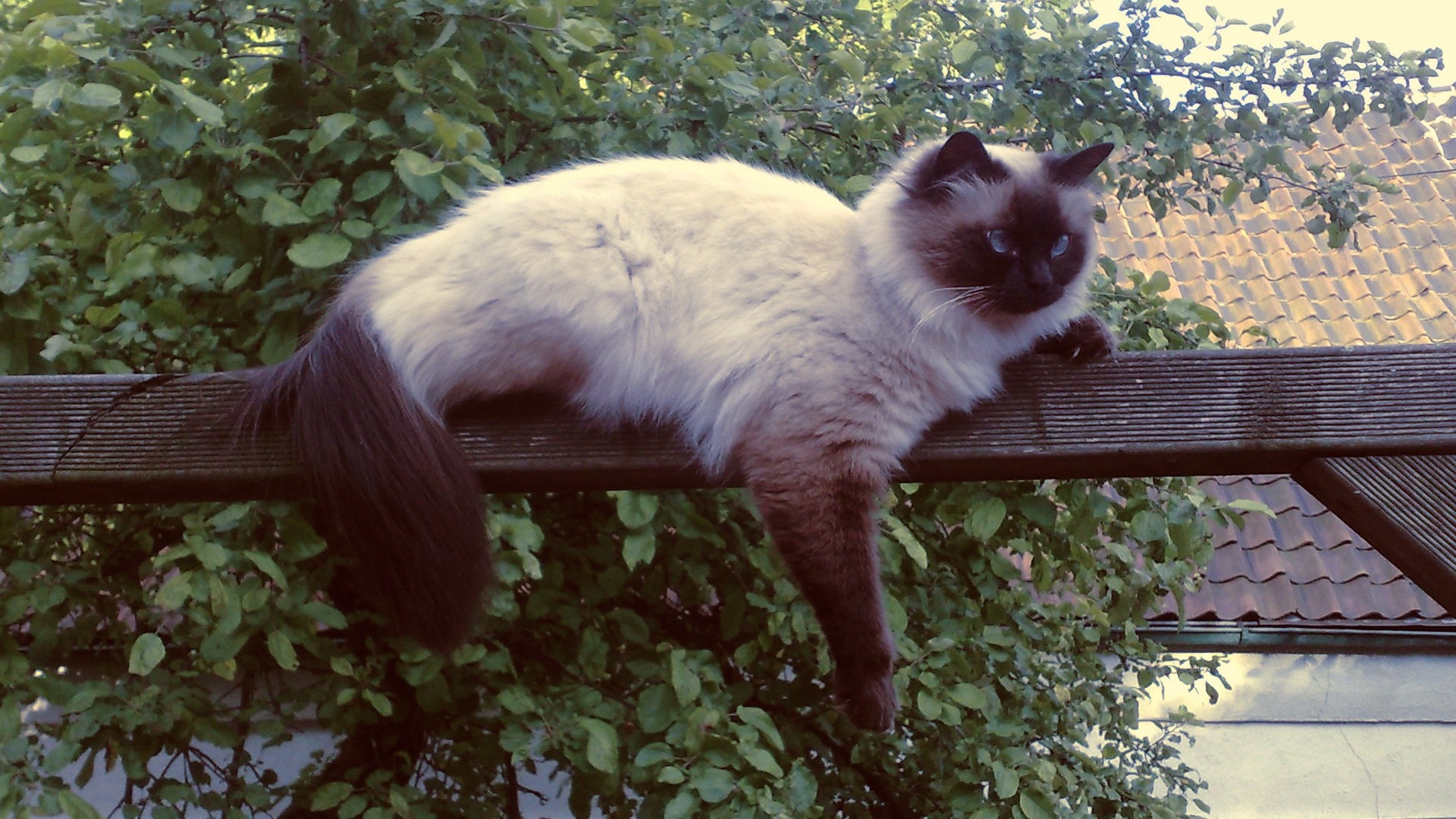 Neva Masquerade cat resting on a wooden structure HD Wallpaper
