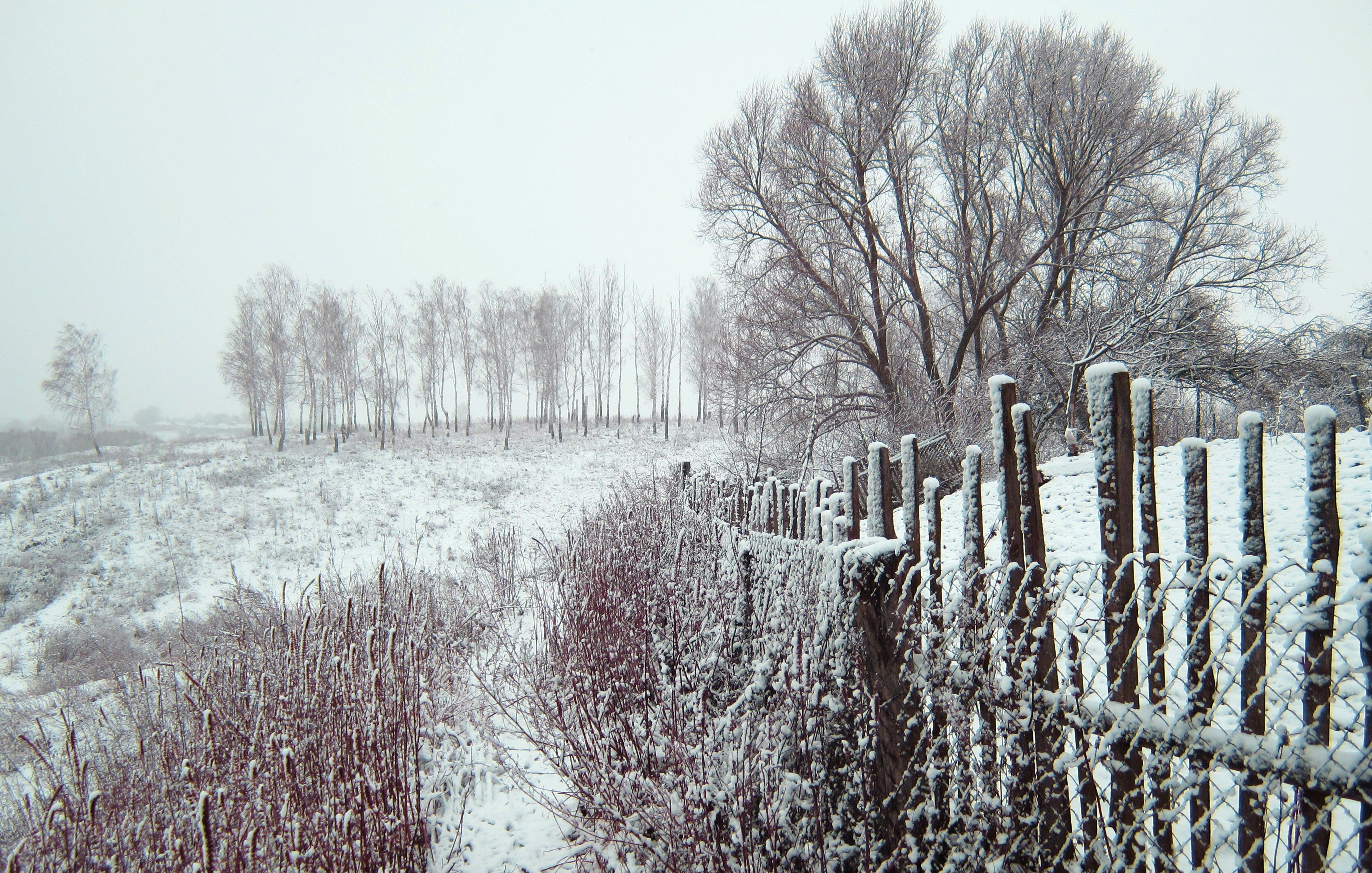 Snowy landscape with a fence and bare trees HD Wallpaper