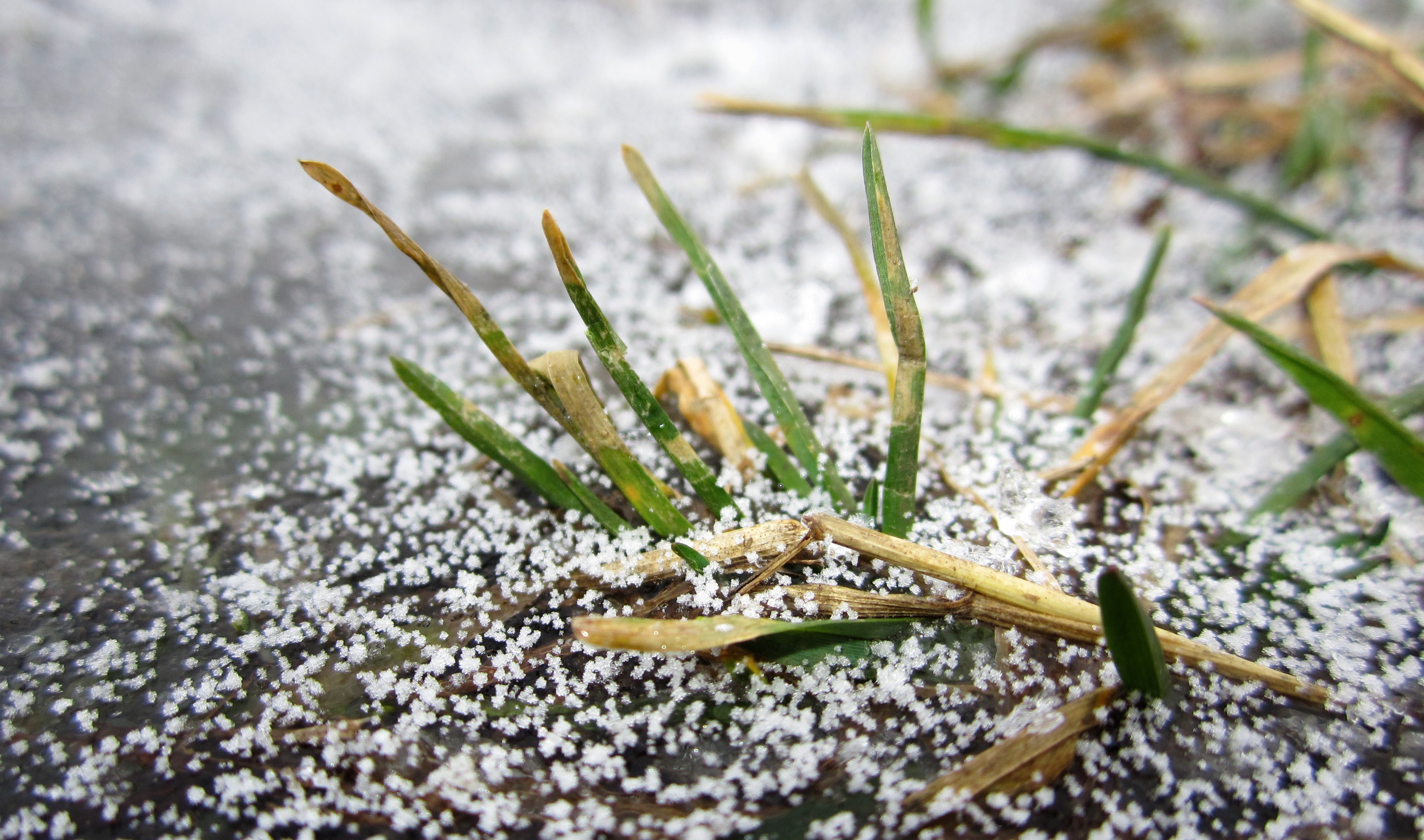 Close-up of grass with frost or snow HD Wallpaper