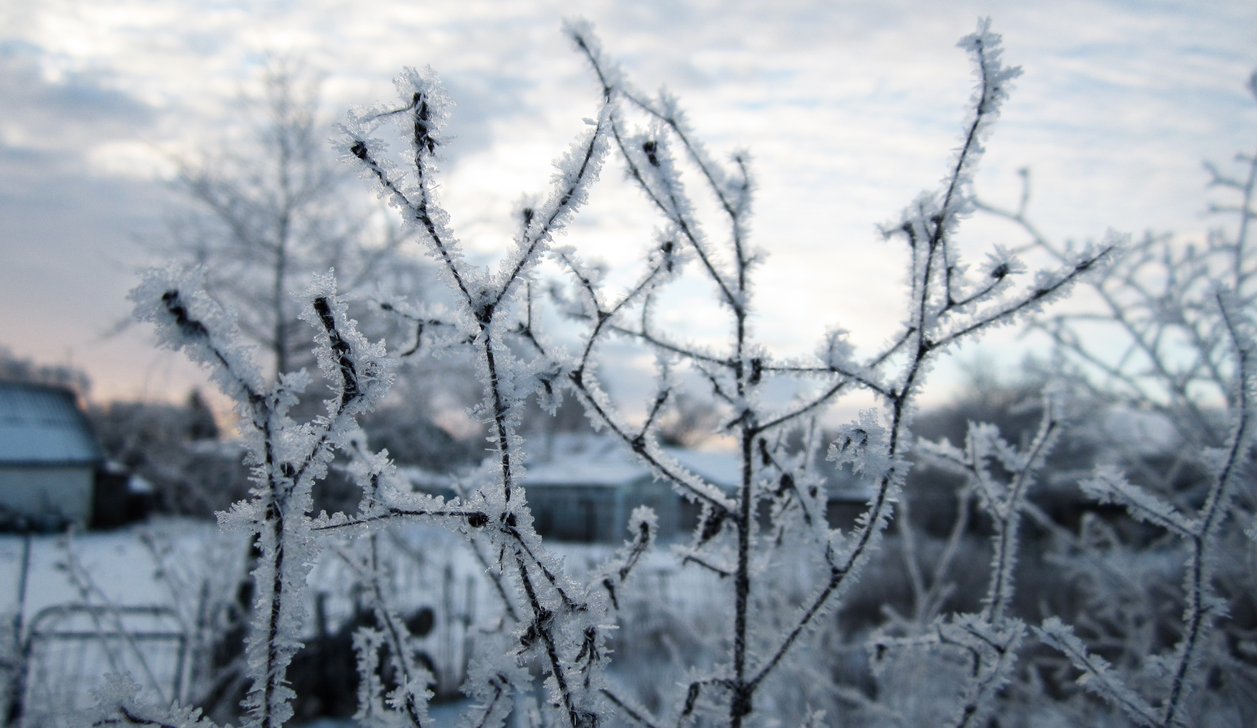 Frost-covered branches in a winter landscape HD Wallpaper