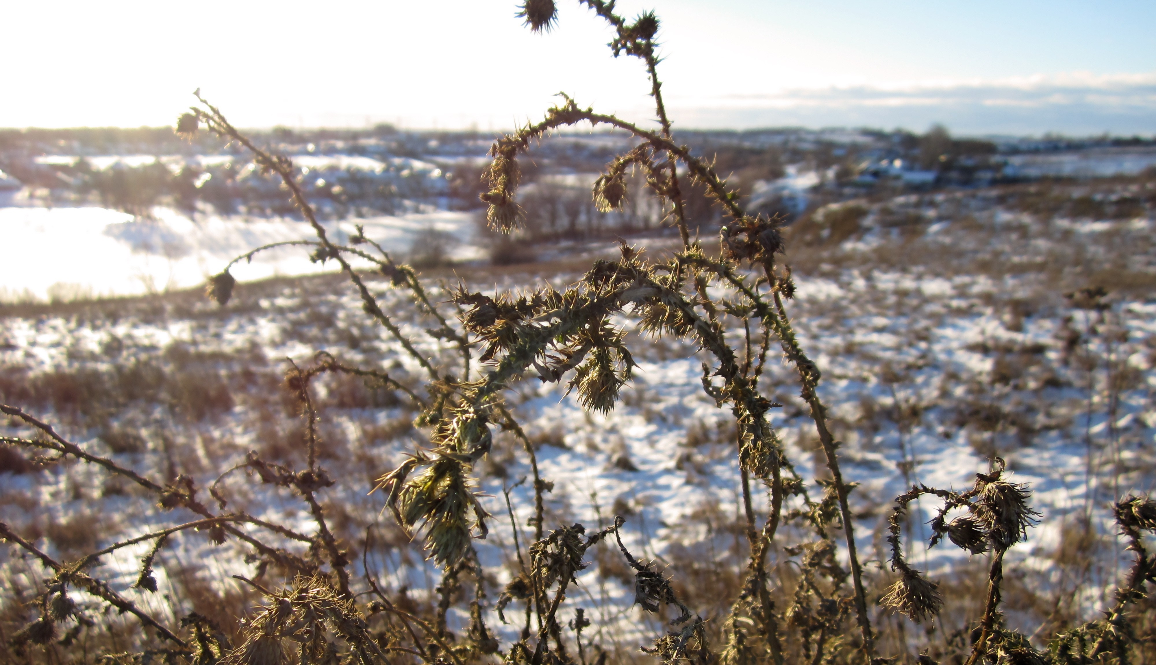 Thorny plants in a snowy landscape during winter HD Wallpaper
