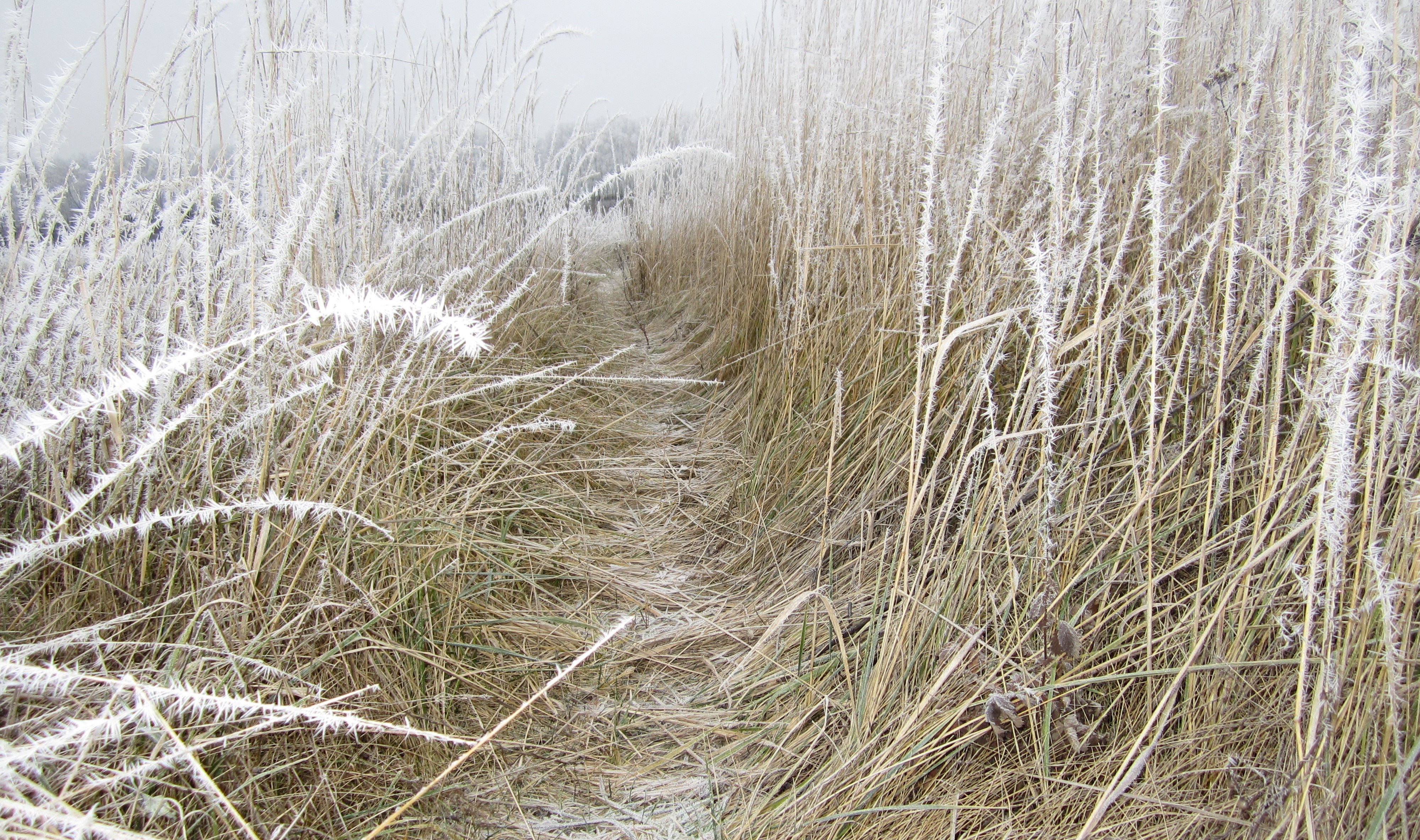 Path through frosted grass in winter HD Wallpaper