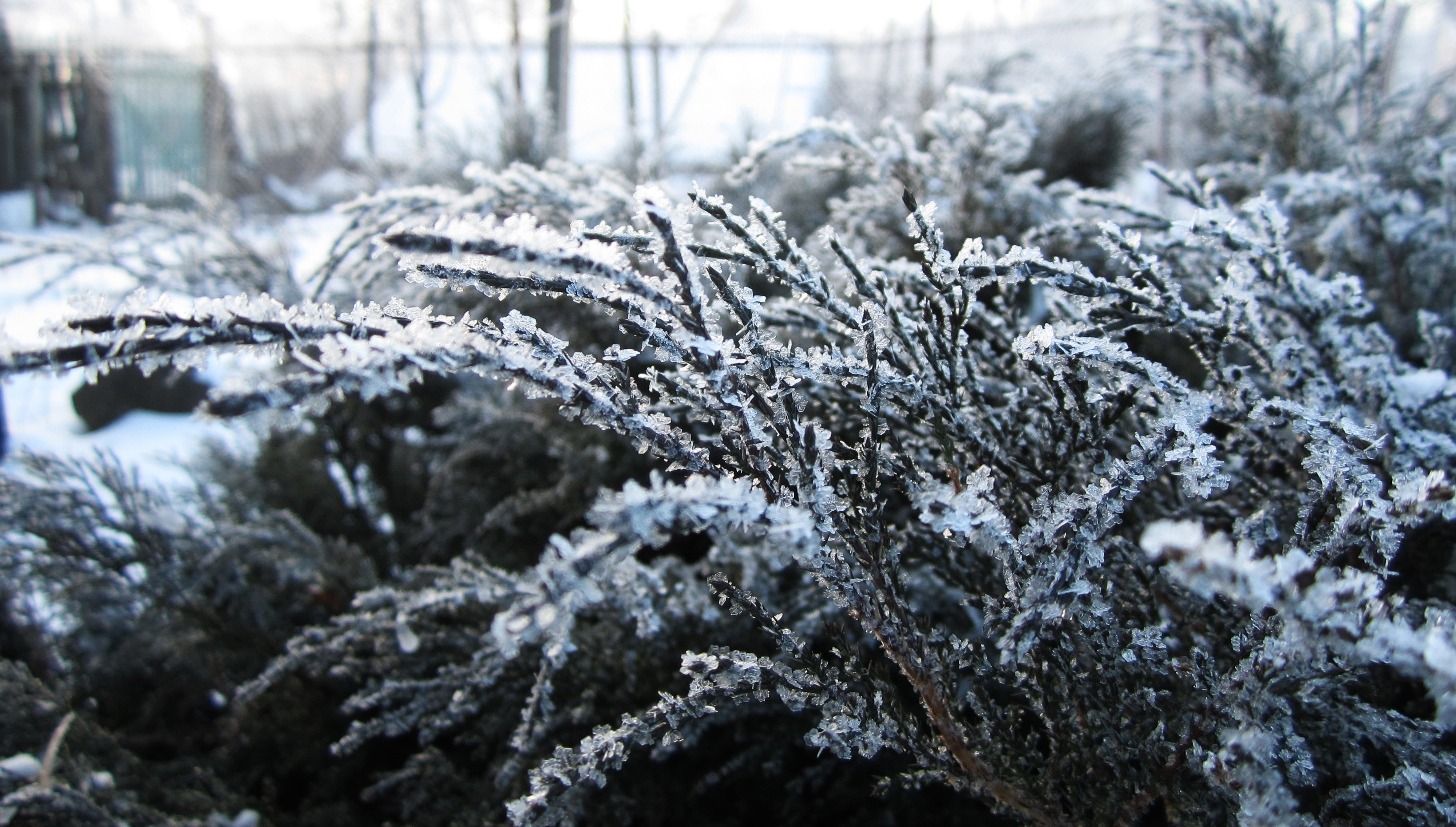 Frosty branches of a juniper bush in winter HD Wallpaper