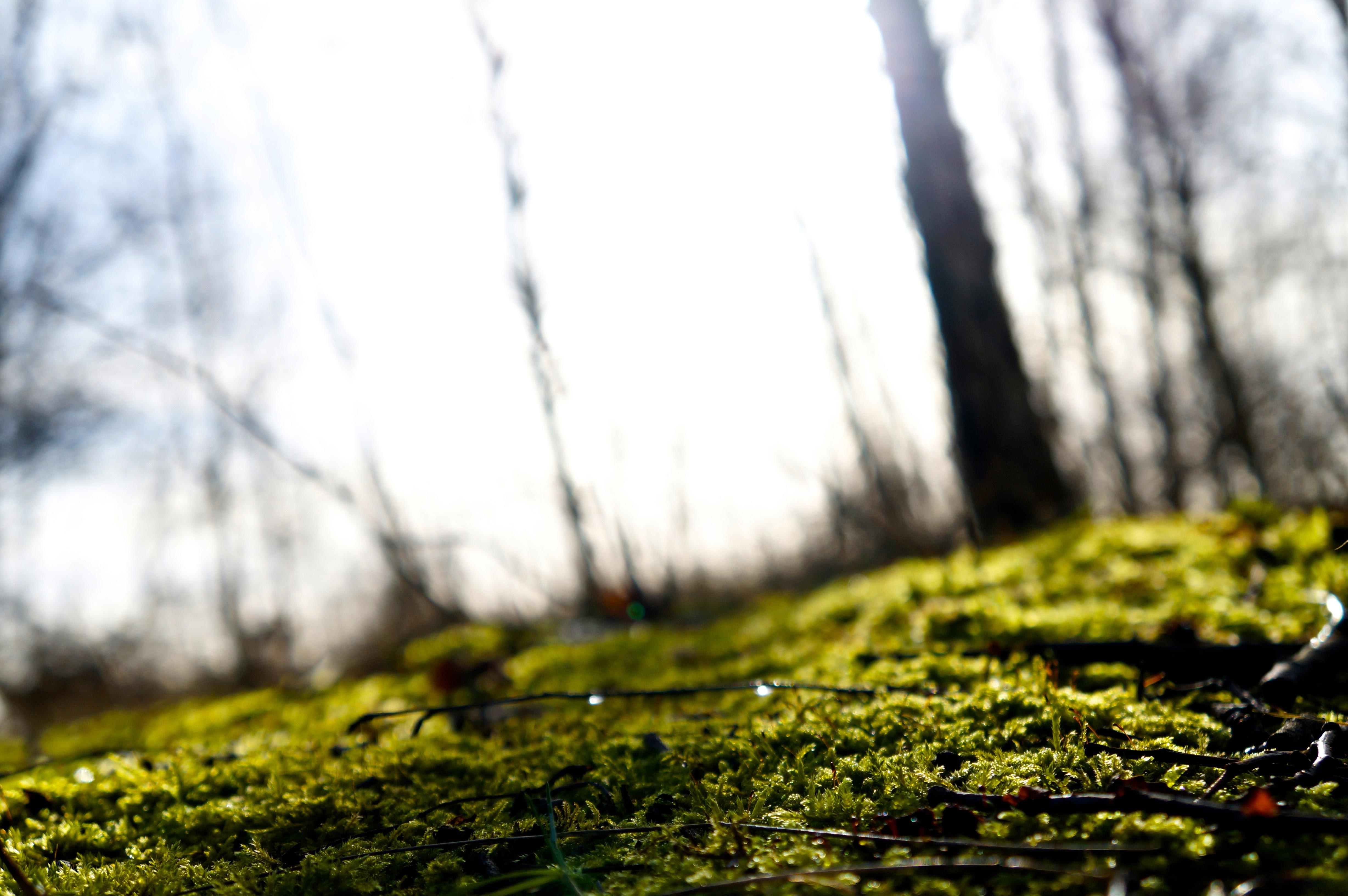 Mossy forest floor with sunlight filtering through trees HD Wallpaper