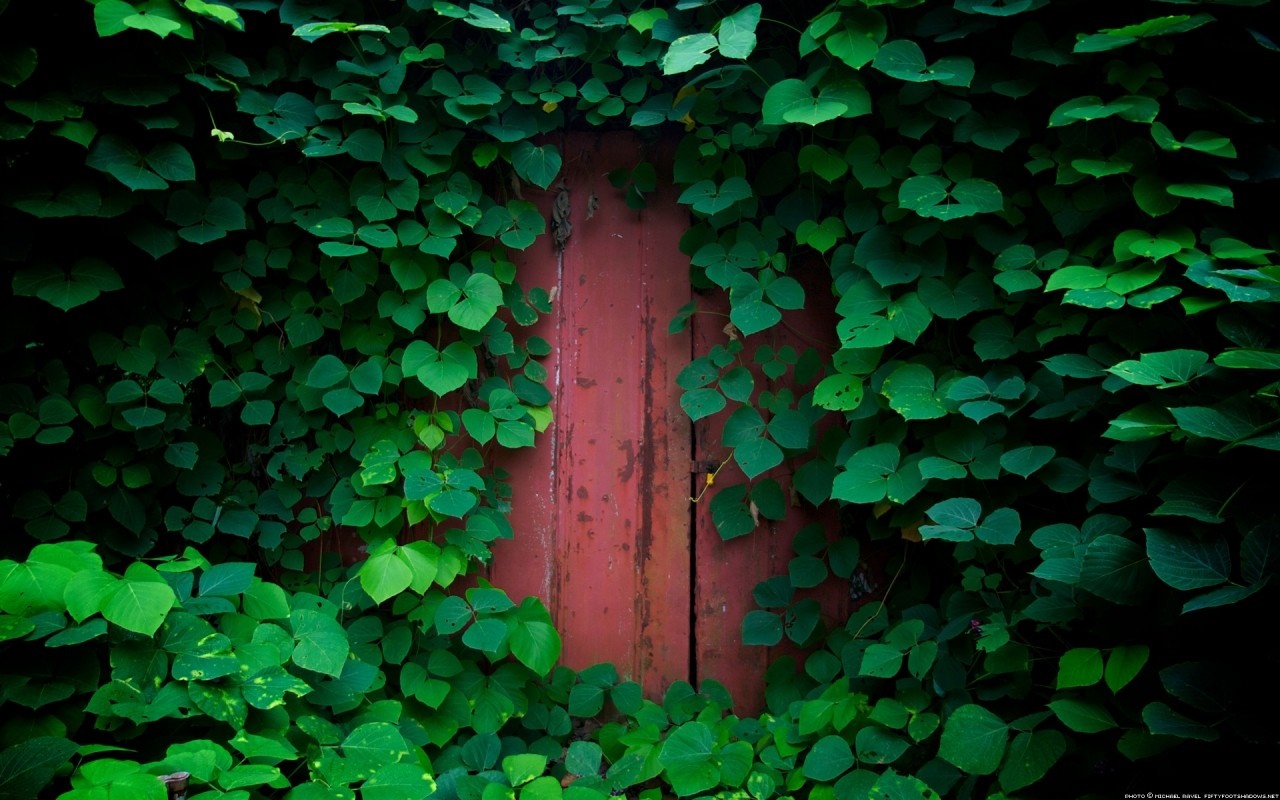 Red wooden door covered in green leaves HD Wallpaper