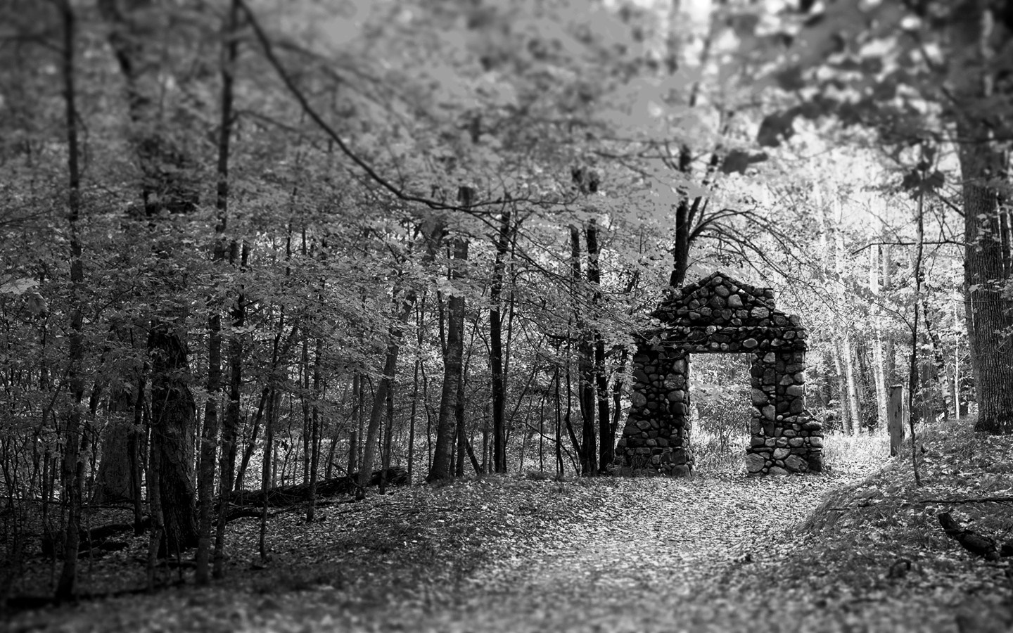 Stone archway in a black and white forest HD Wallpaper