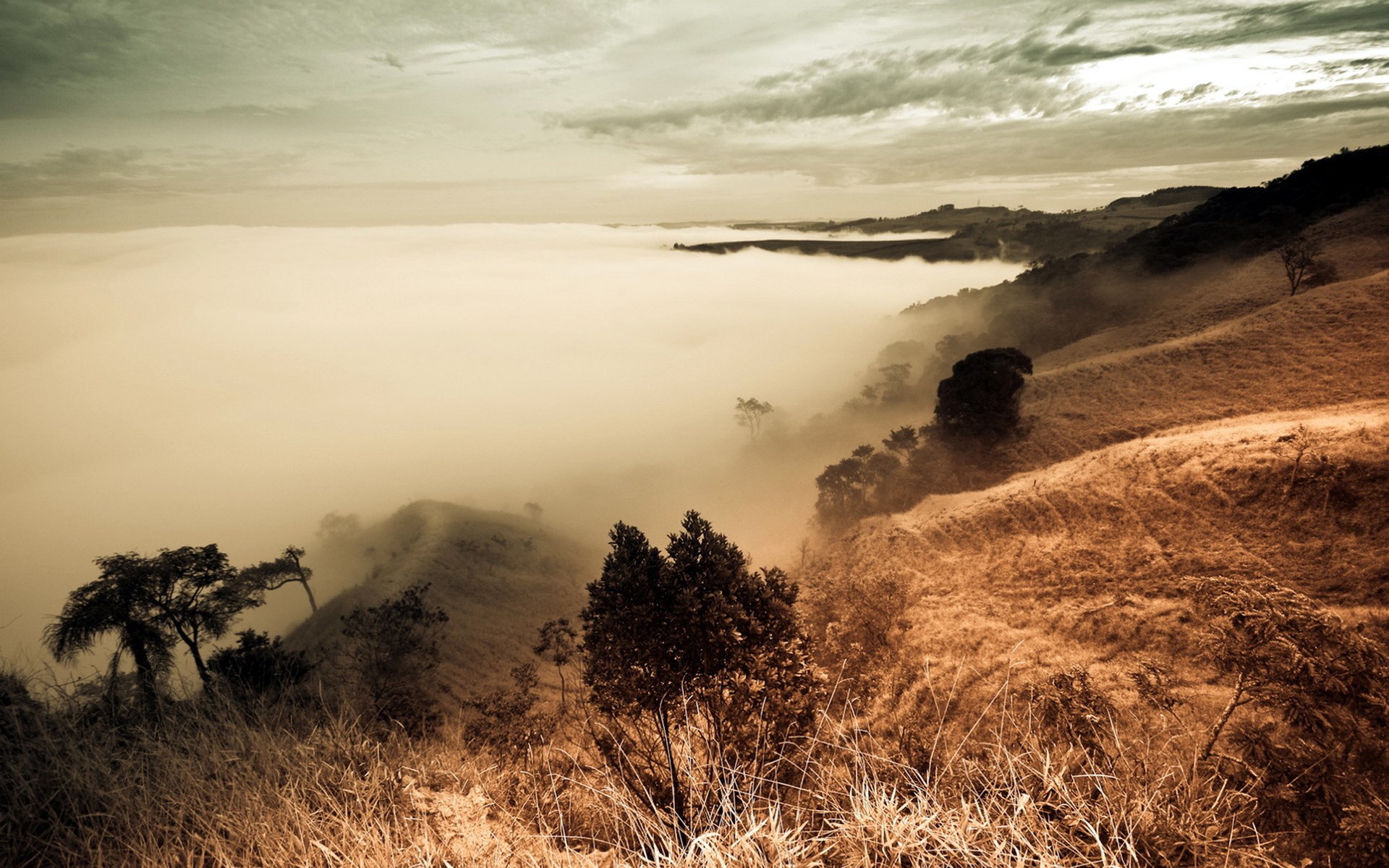 Foggy mountain landscape with trees and dry grass HD Wallpaper