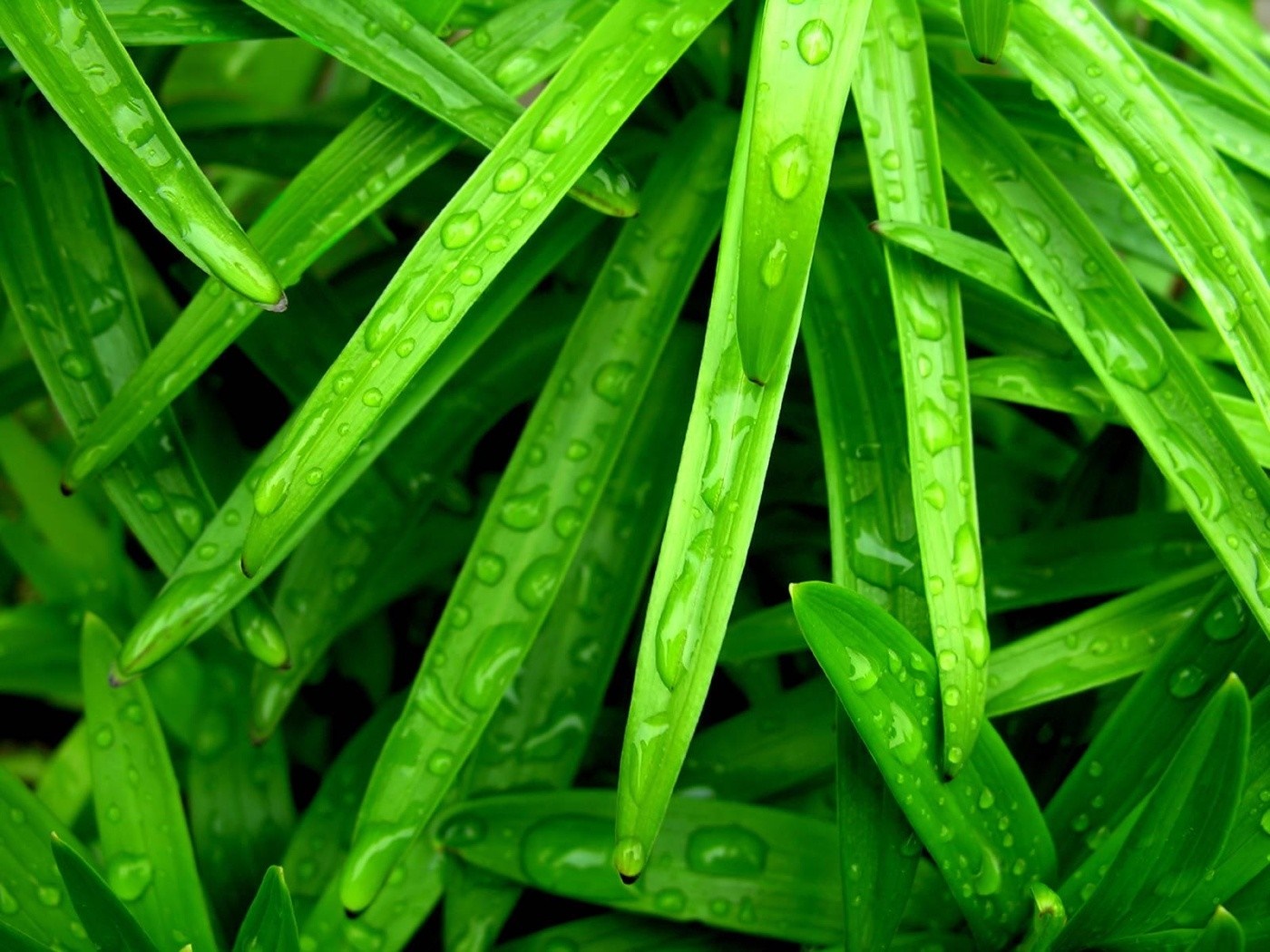 Green leaves with water drops HD Wallpaper